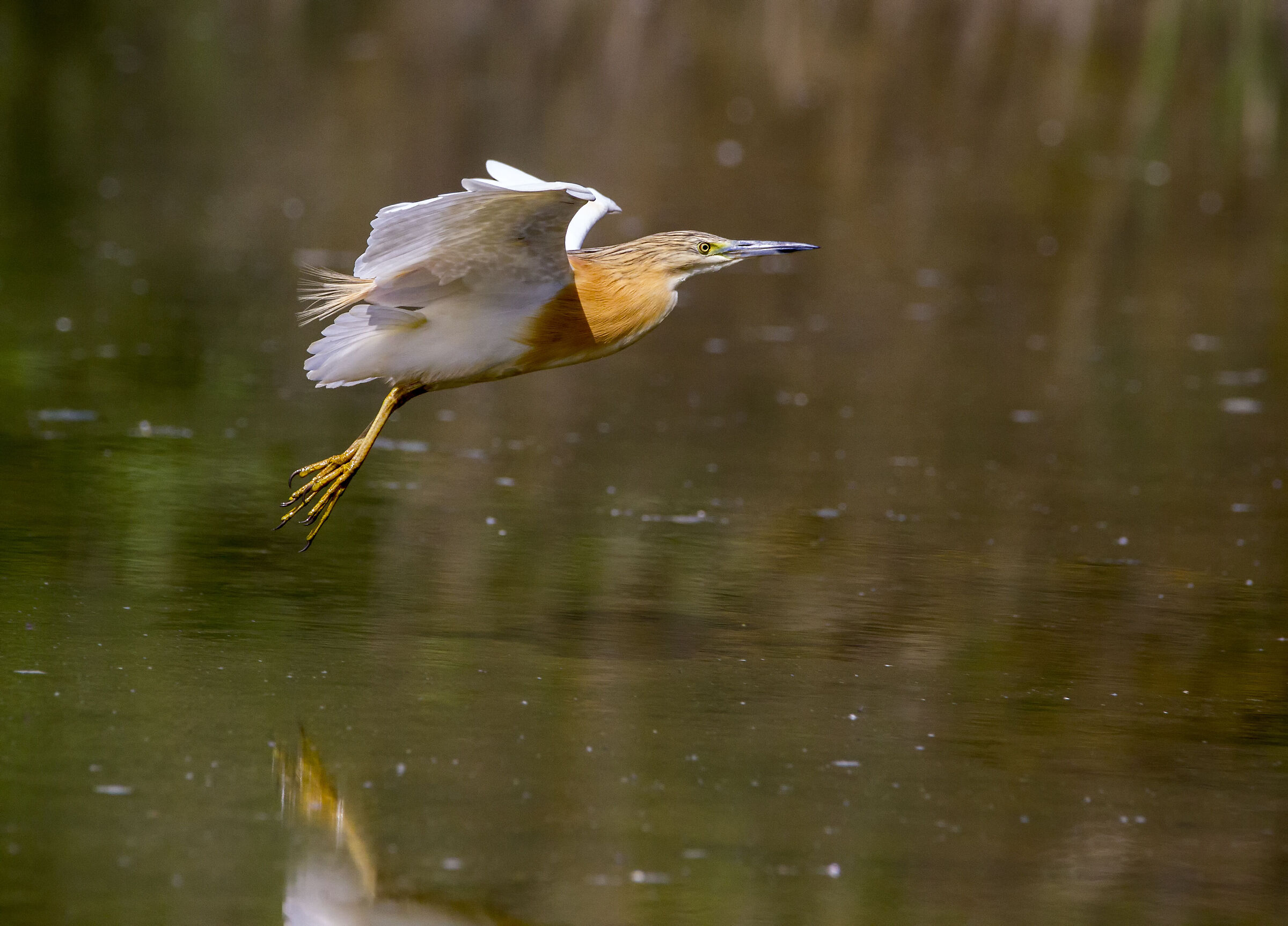 squacco heron