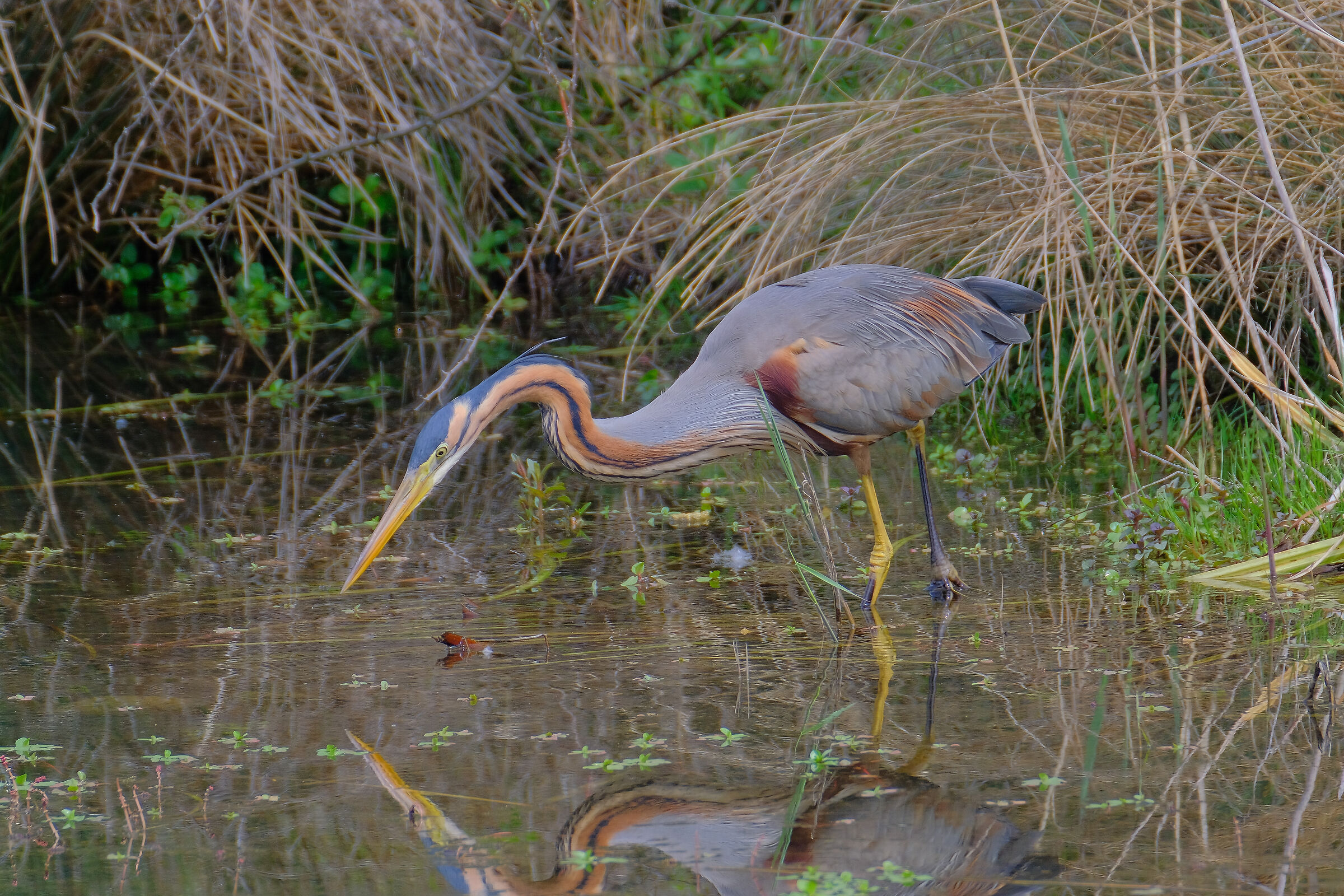 Airone rosso vanitoso...