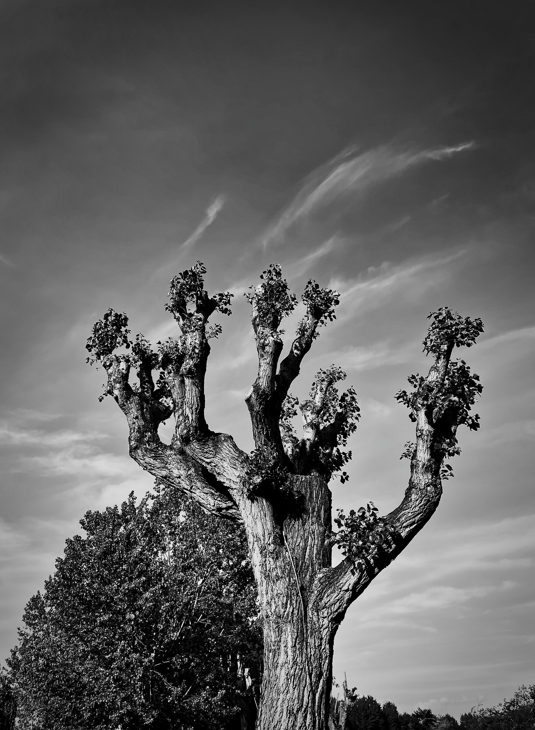 accarezzare il cielo