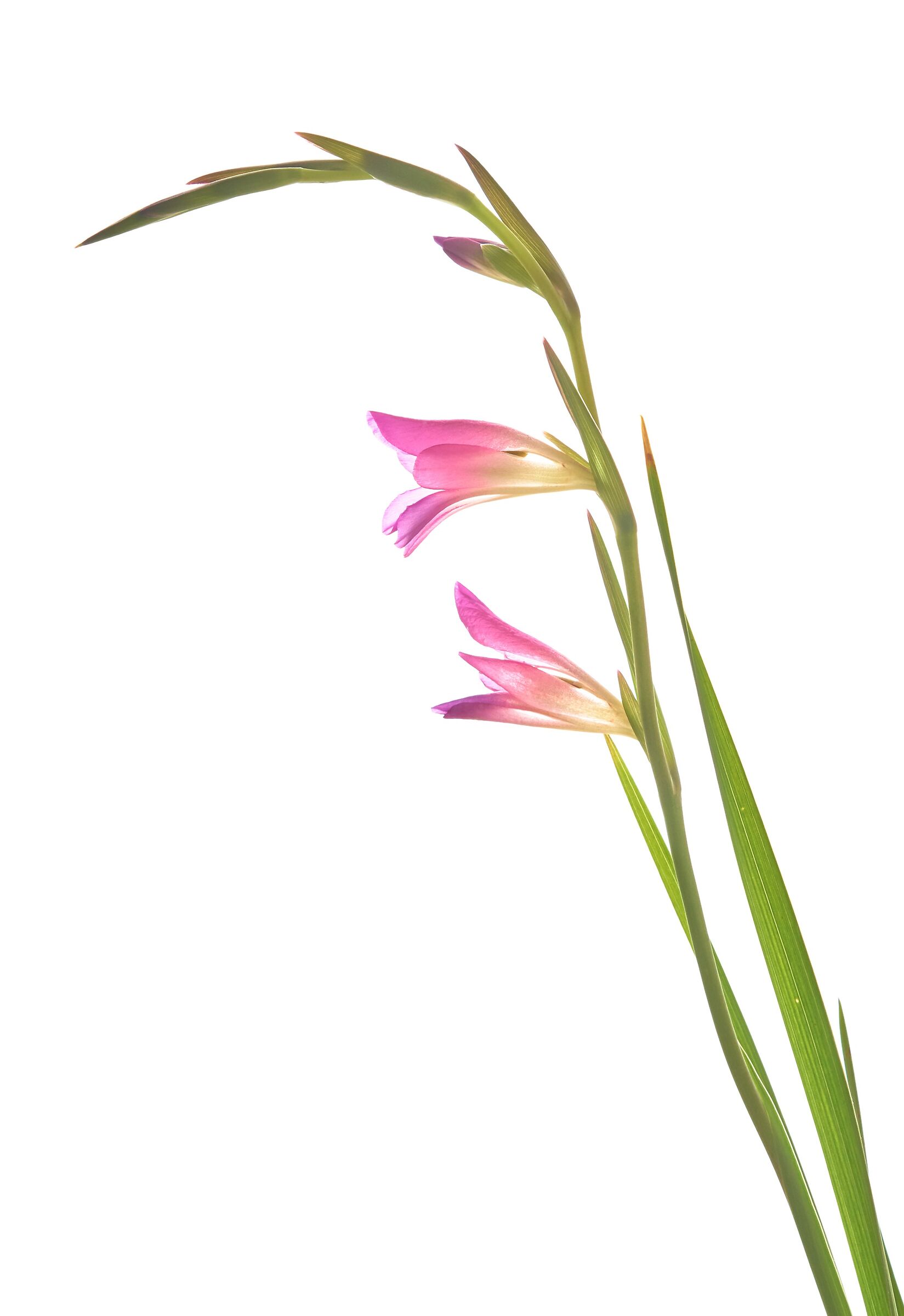 Gladiolo in controluce