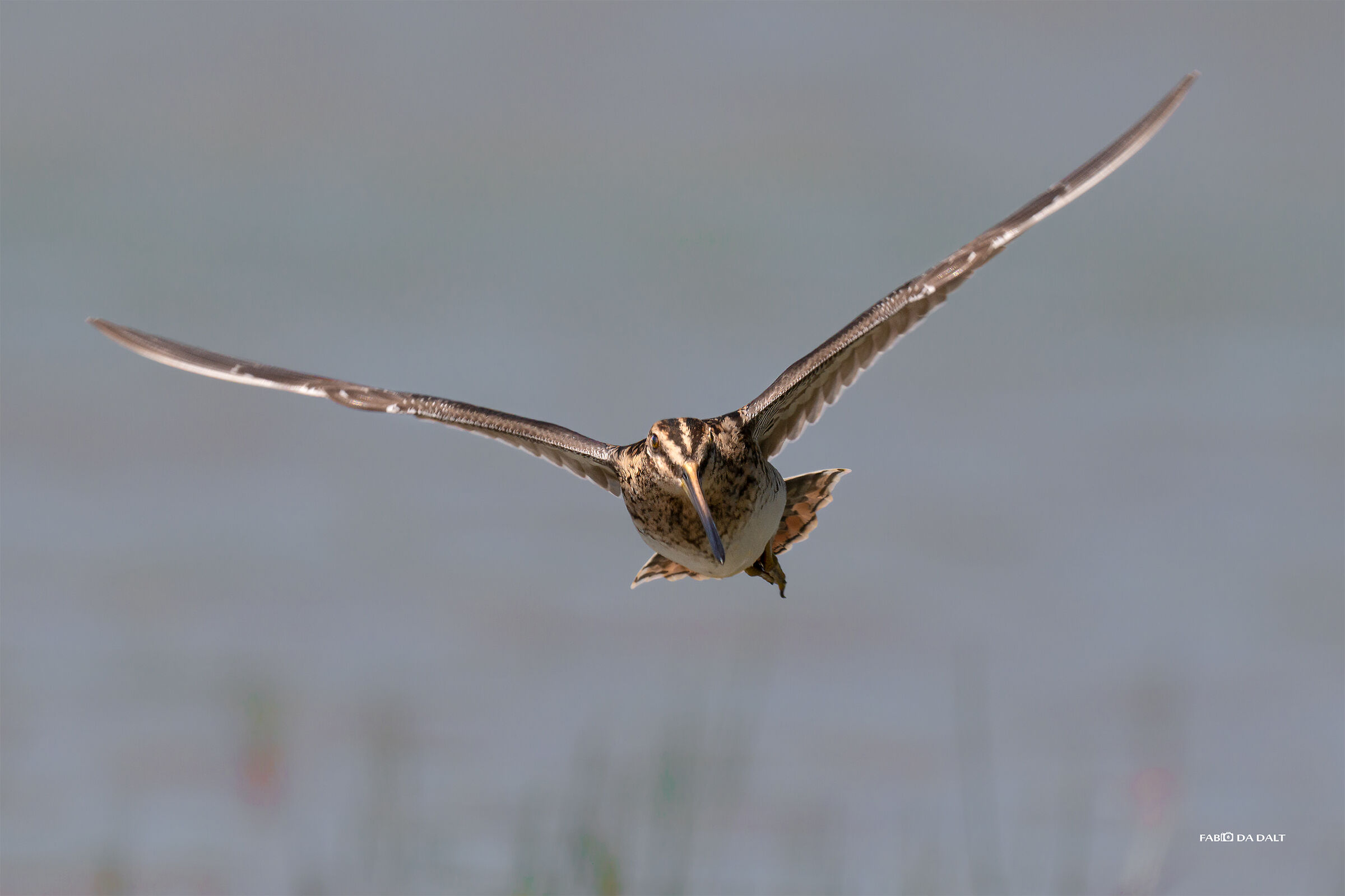 Becaccino - Wikipedia