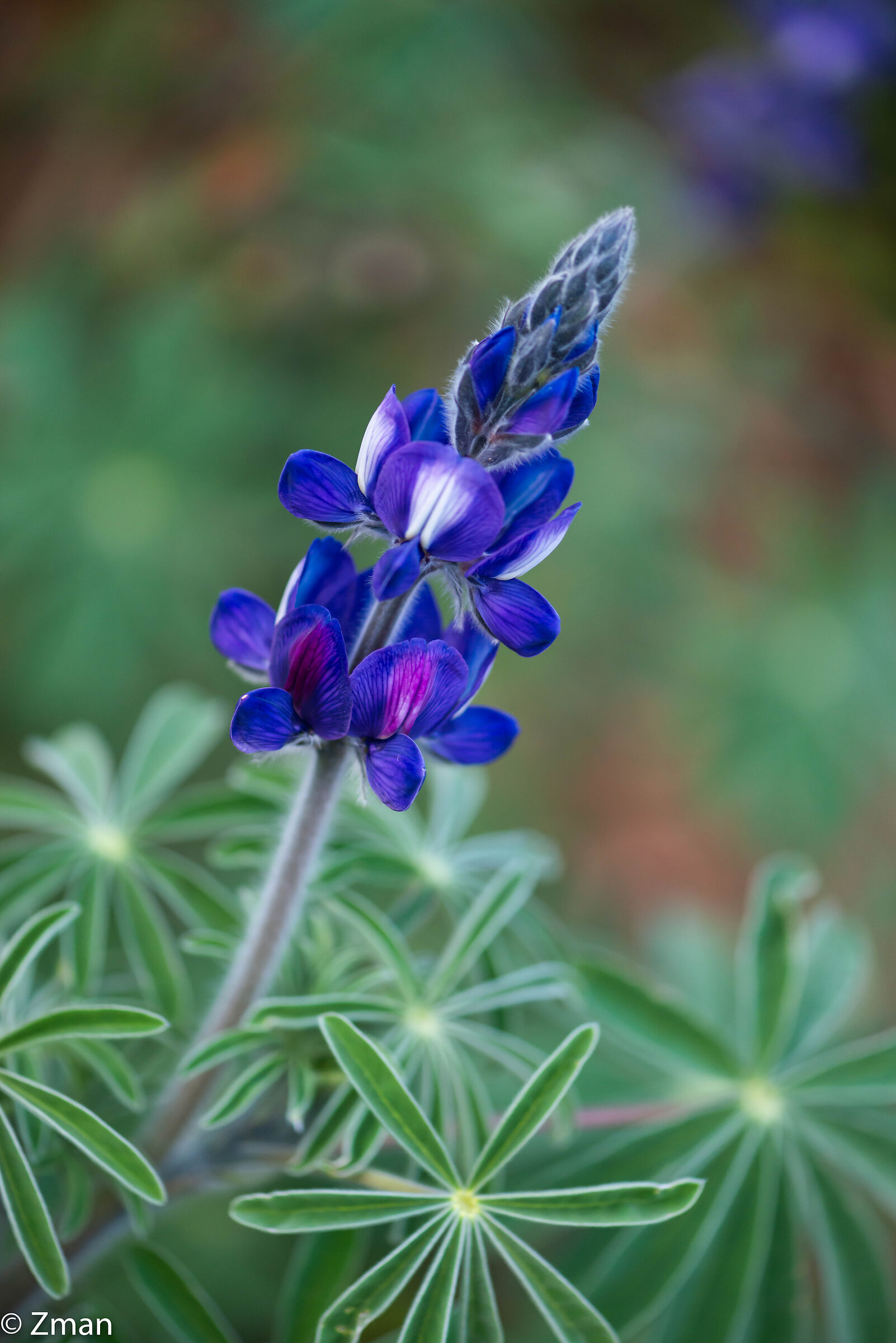 Lupins