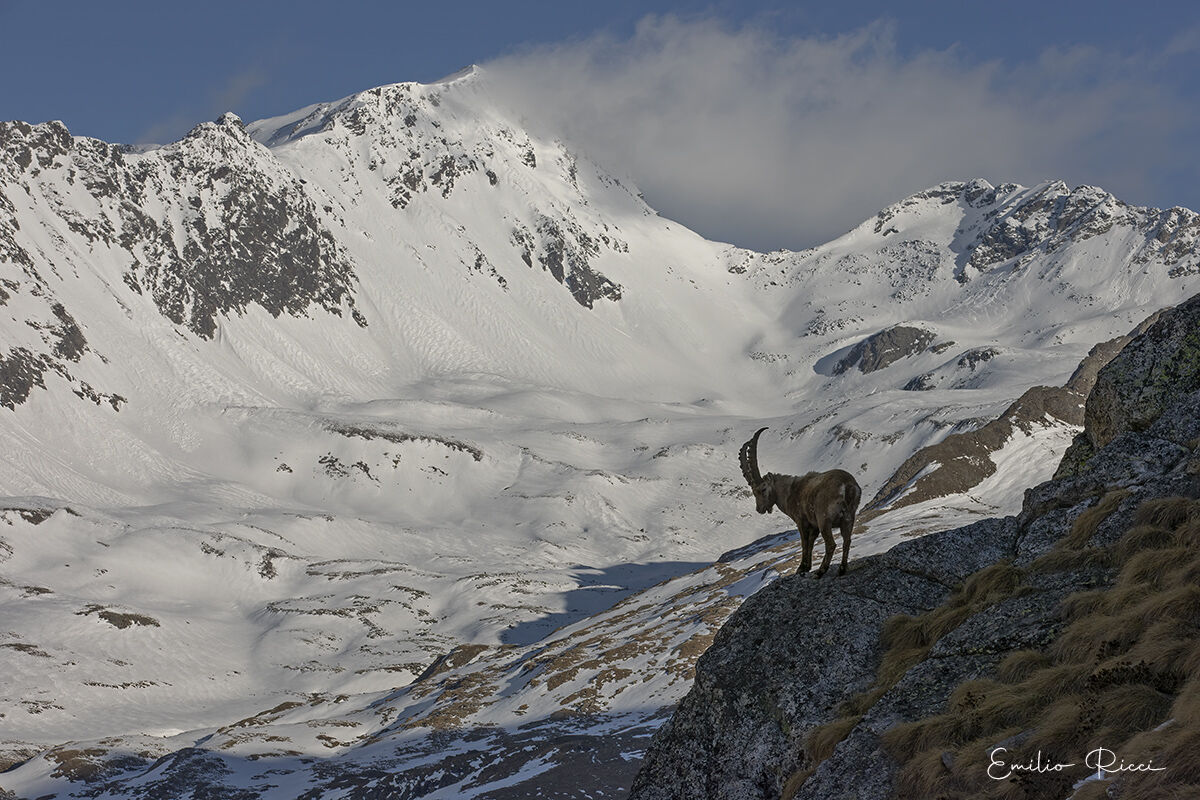ibex