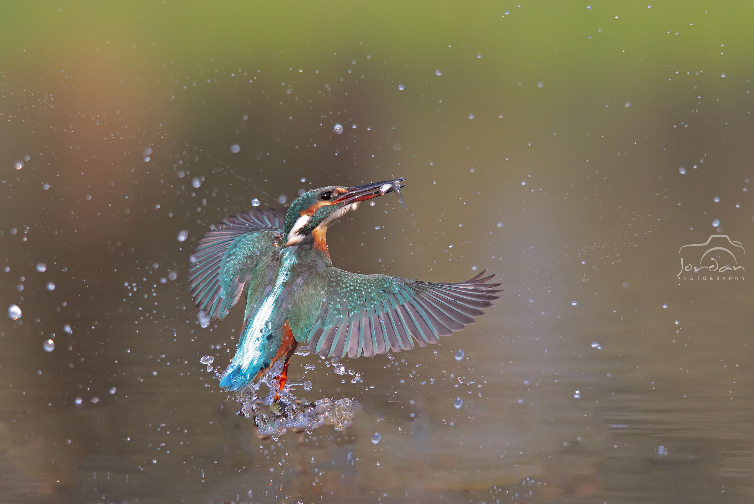 Kingfisher 3