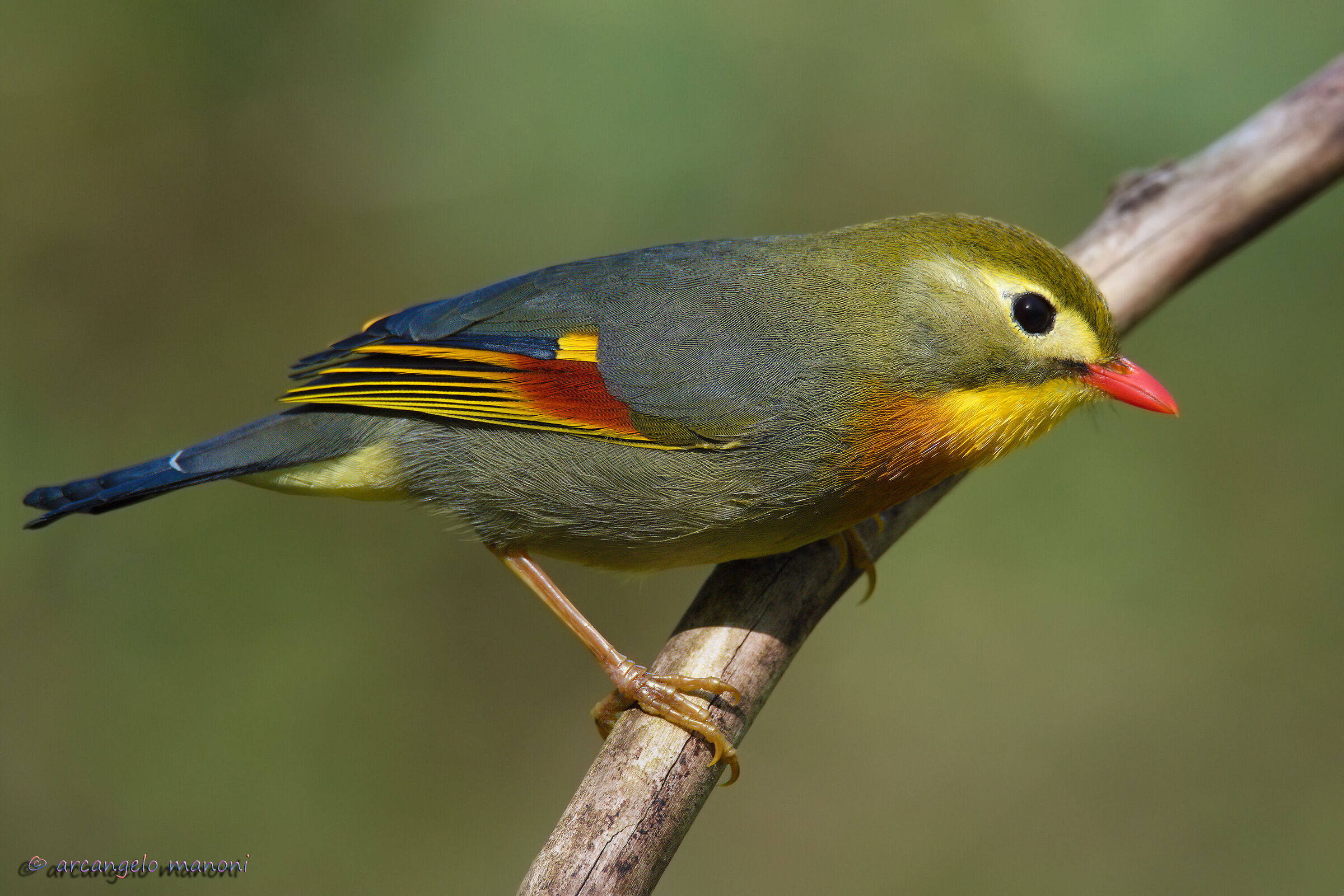 New portrait of the Nightingale of Japan