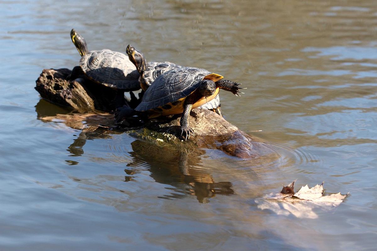 Tartarughe in Relax al Castello (Legnano)