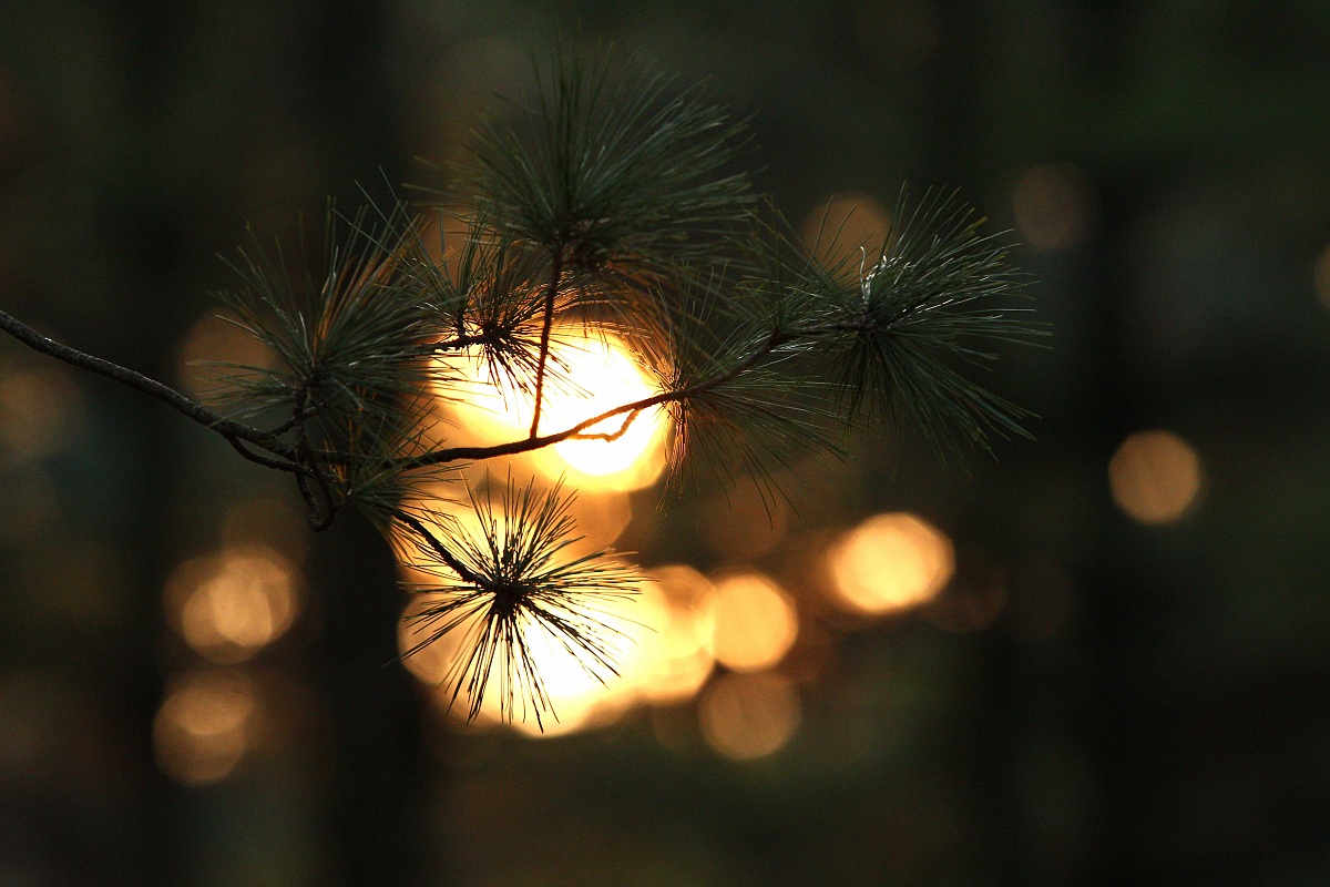 Tramonto nel bosco del Castello (Legnano)