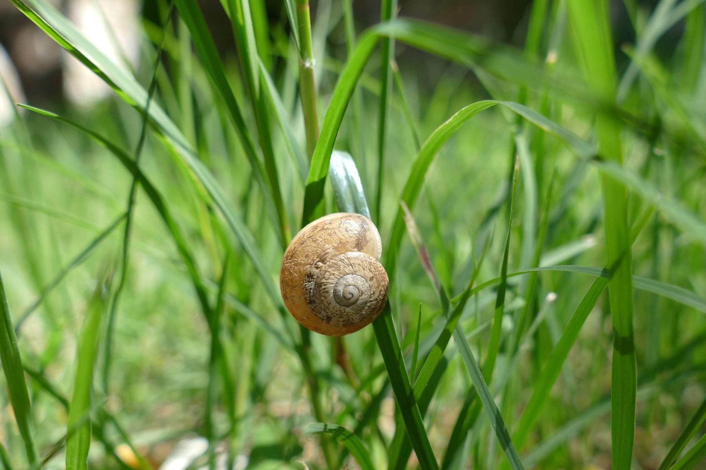 Chiocciolina