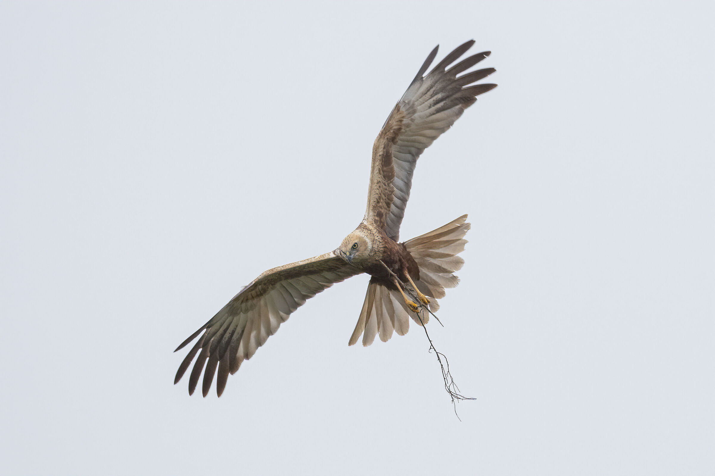 falco di palude maschio