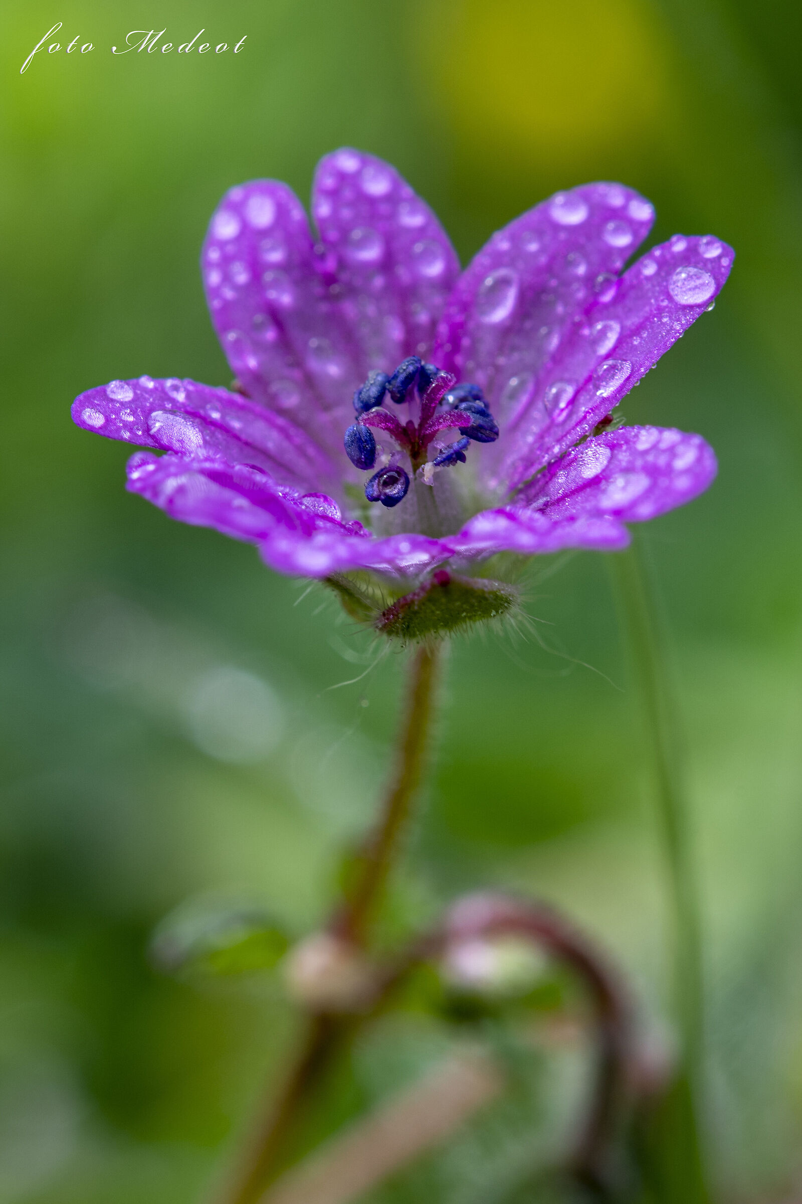 Fiori di campo dopo la pioggia