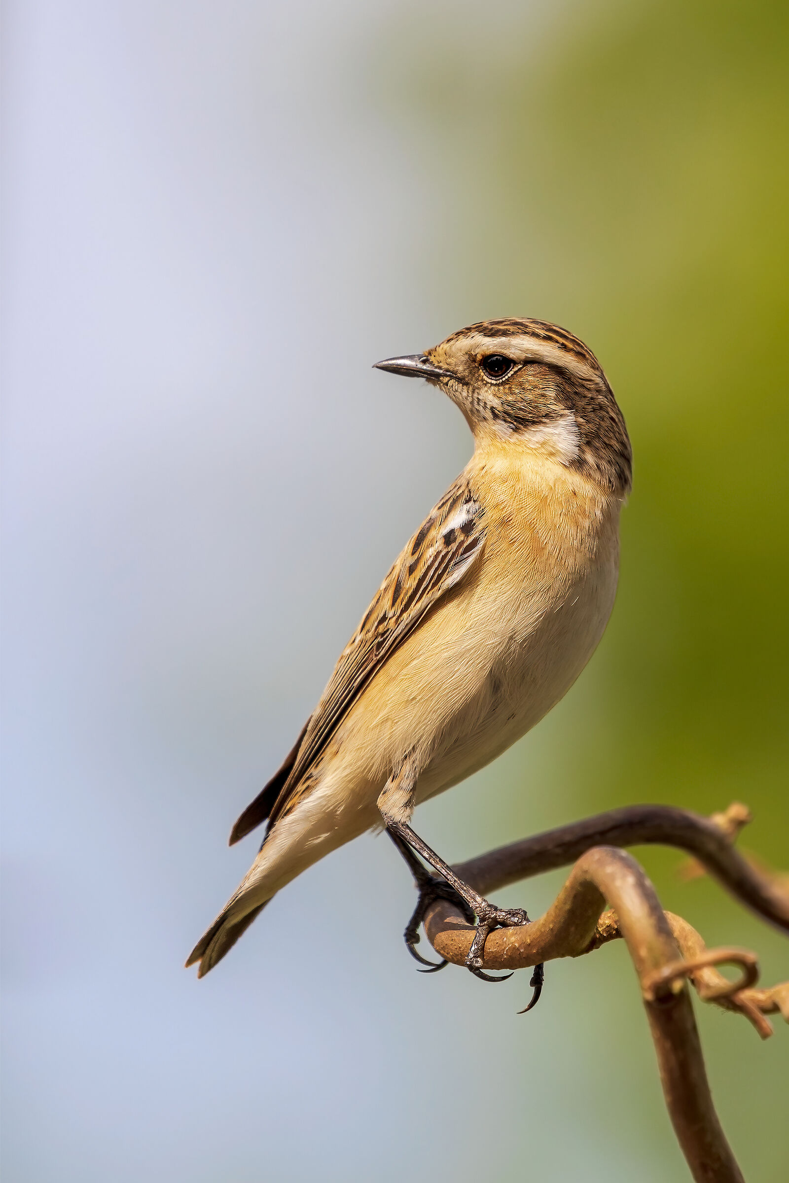 Stiaccino (Saxicola rubetra)