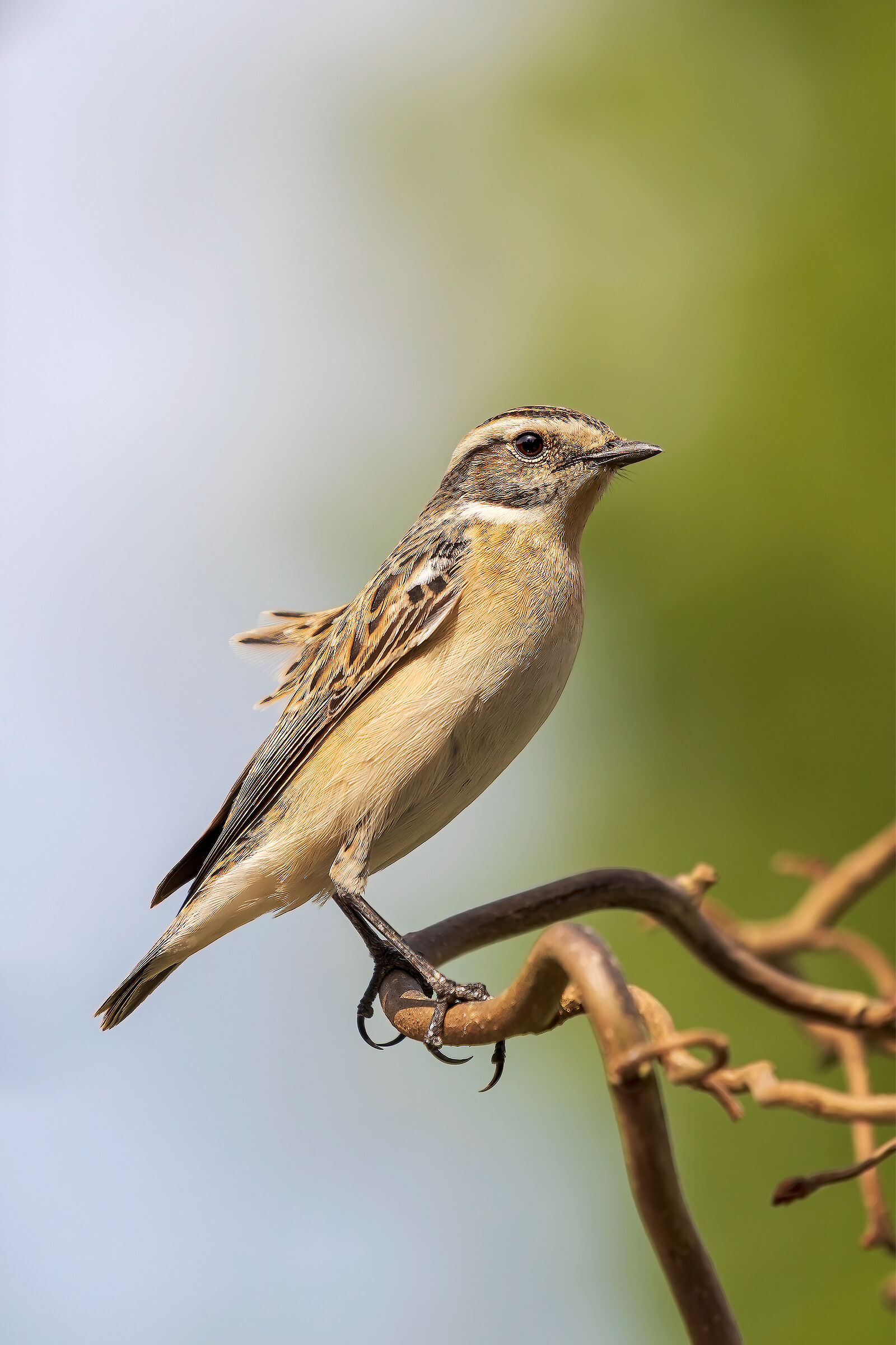 Stiaccino 2 (Saxicola rubetra)
