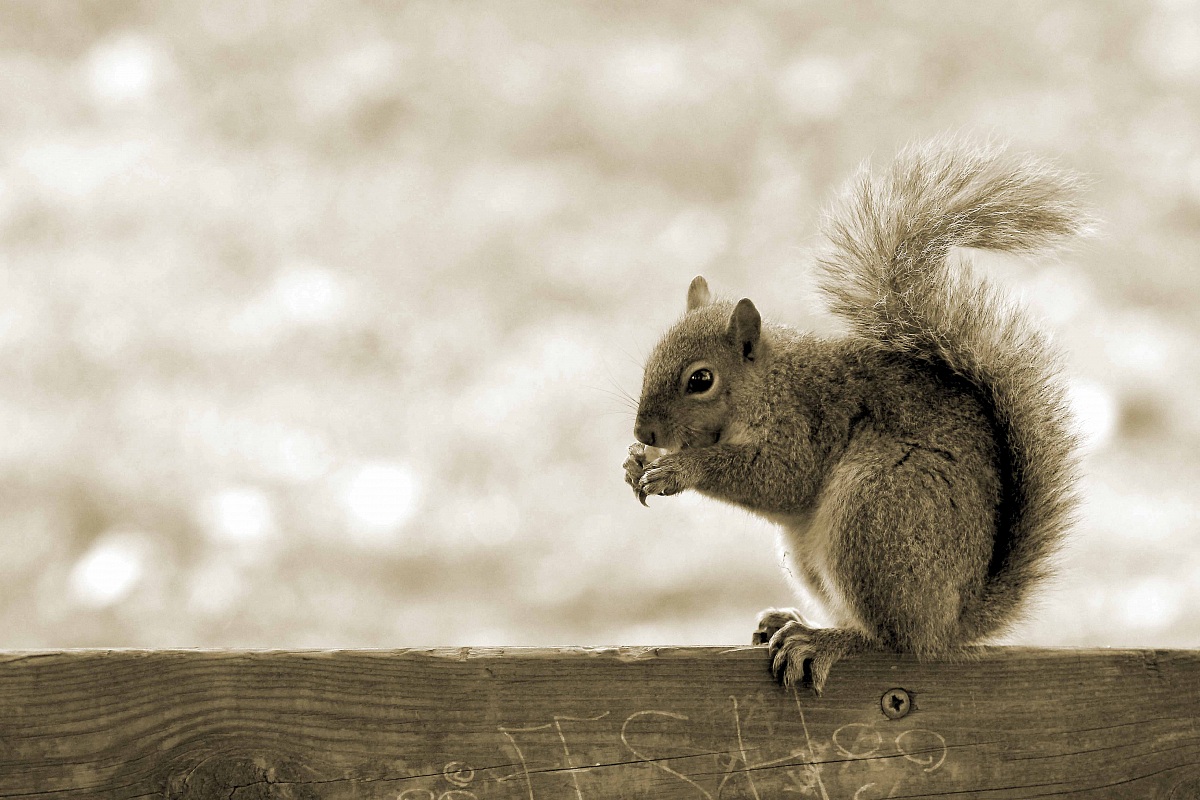 Scoiattolo Seppiato (Legnano)