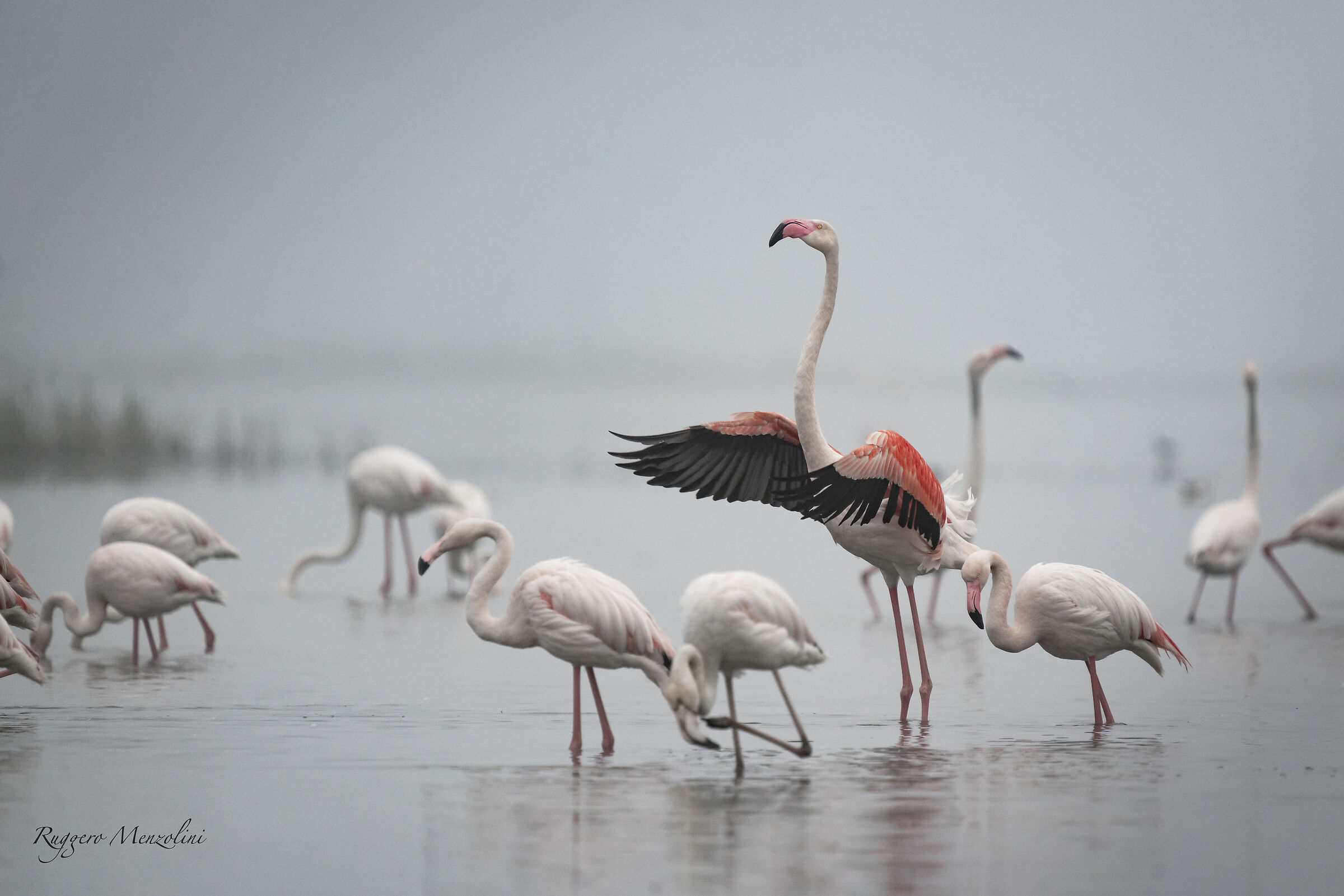 flamingoes