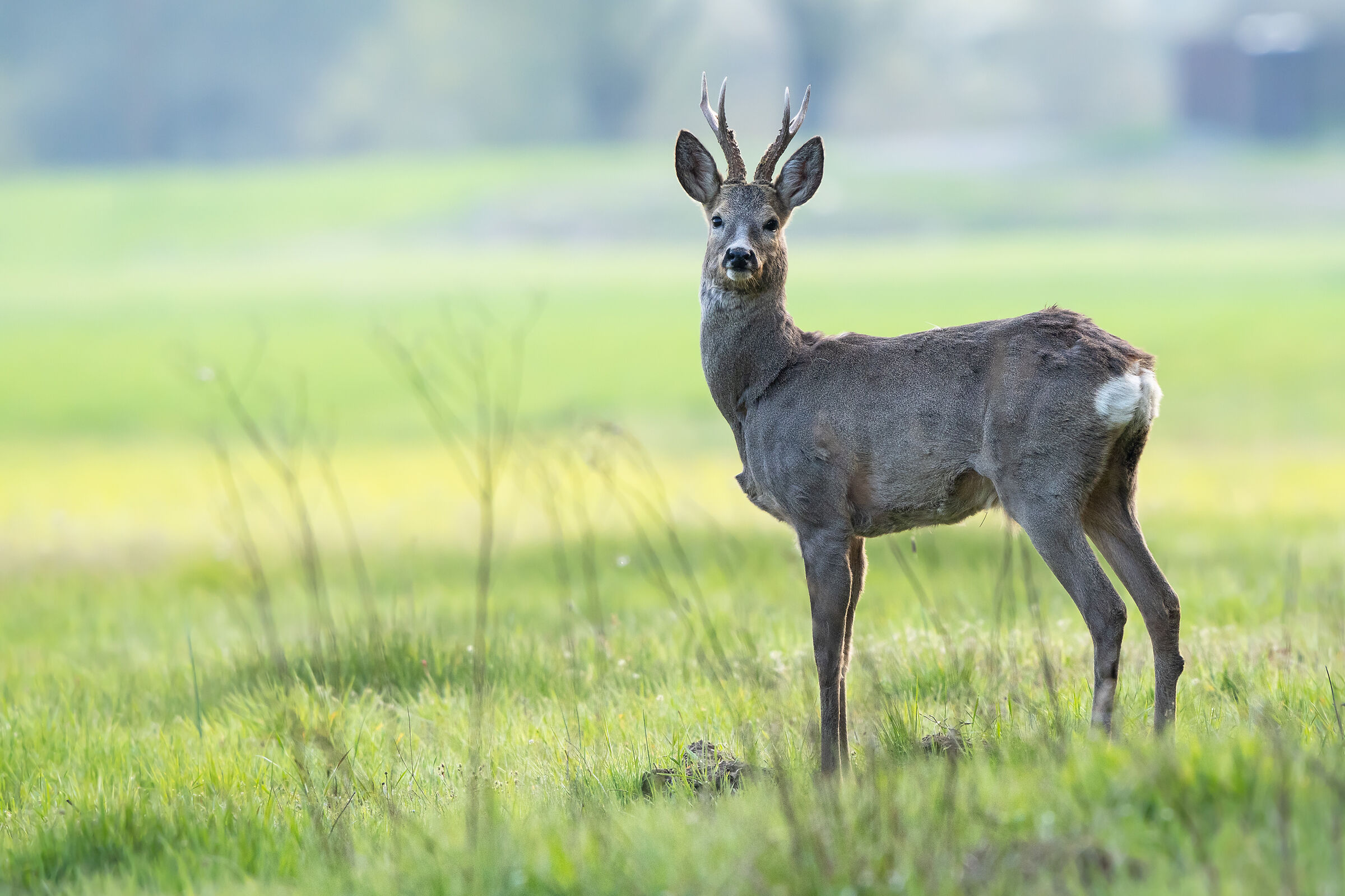 Capriolo (Capreolus capreolus)