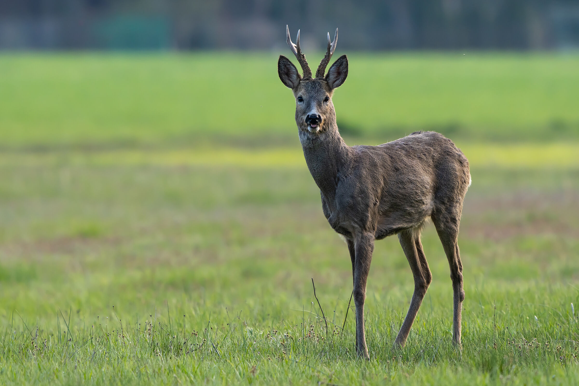 Capriolo (Capreolus capreolus)
