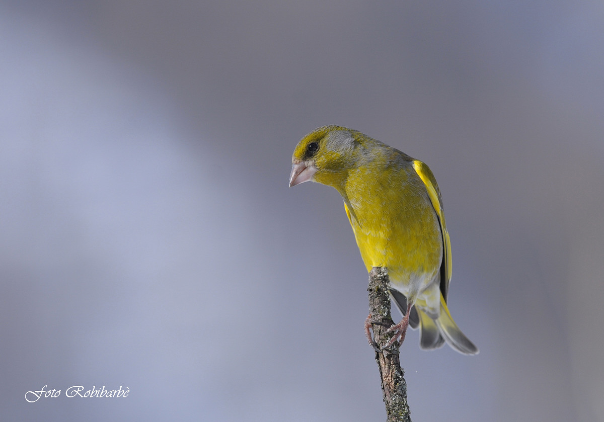 Verdone ......curiosone