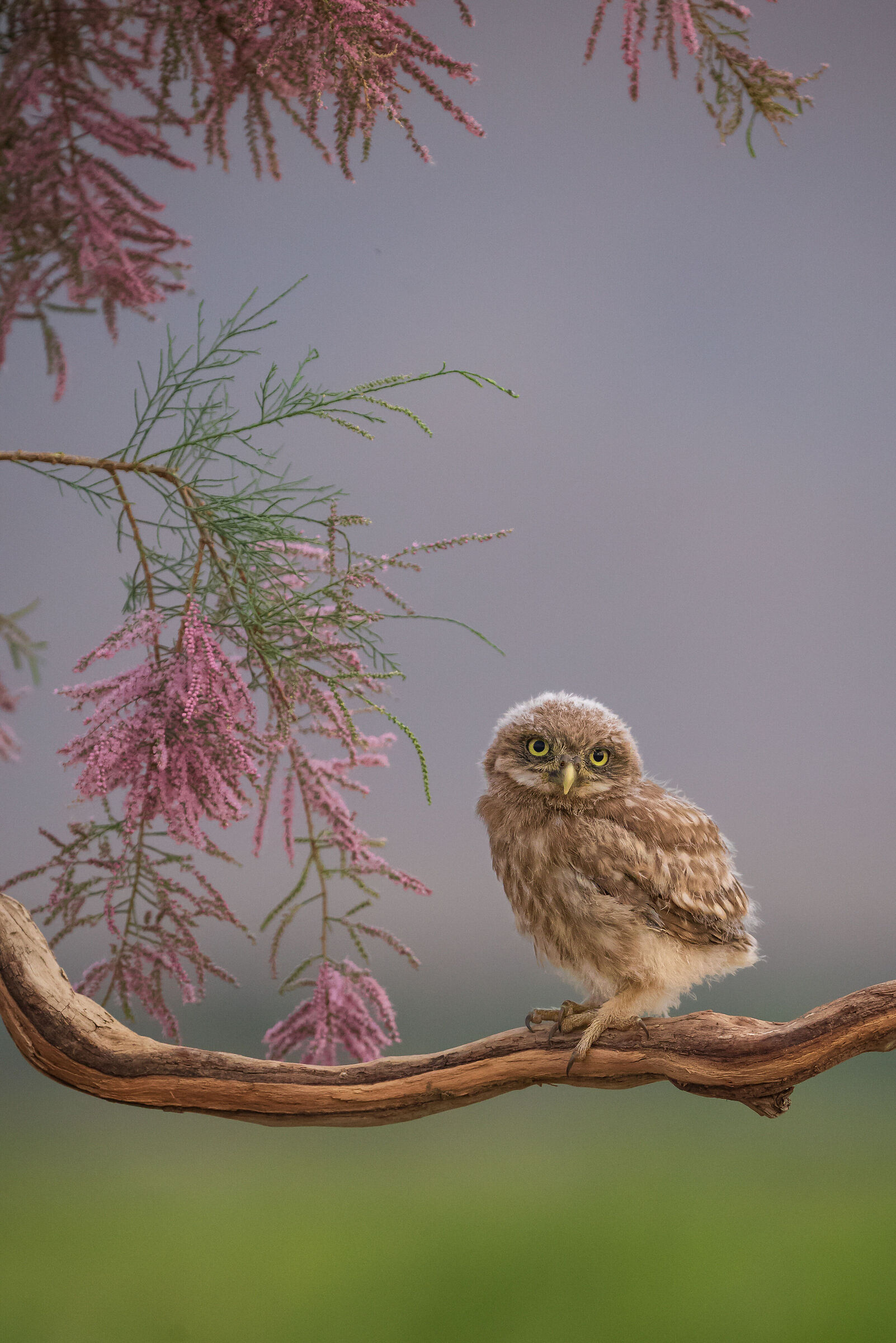 Little owl