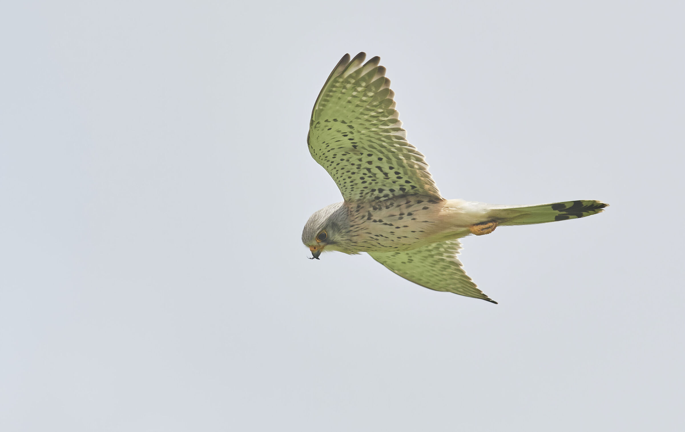 European Kestrel