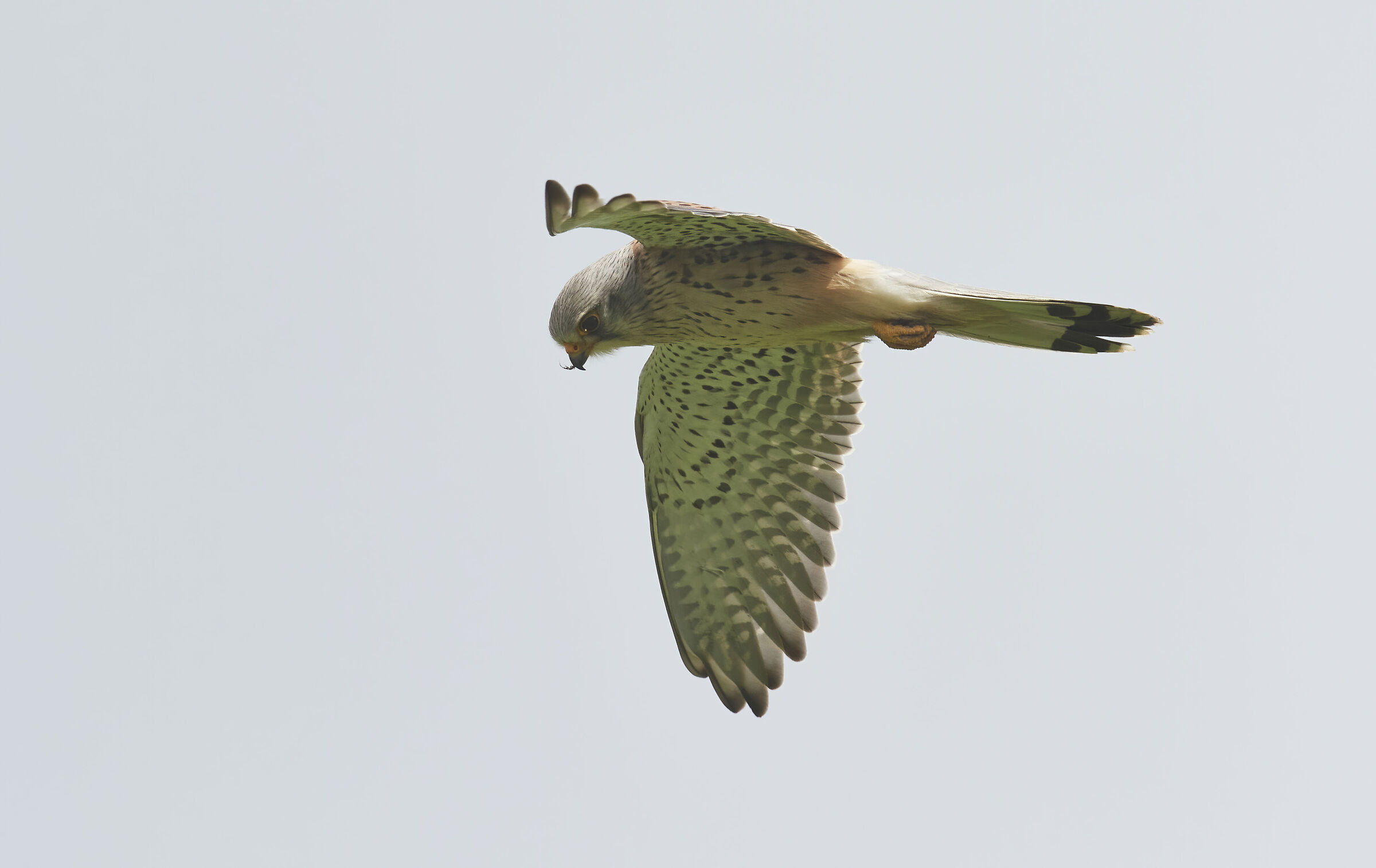 European Kestrel