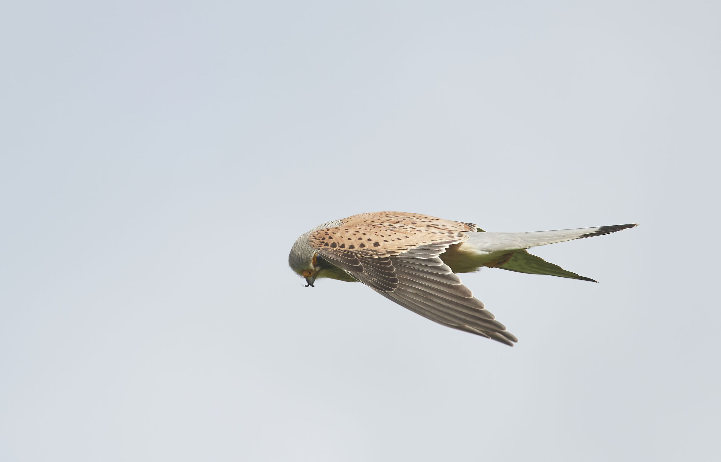 European Kestrel