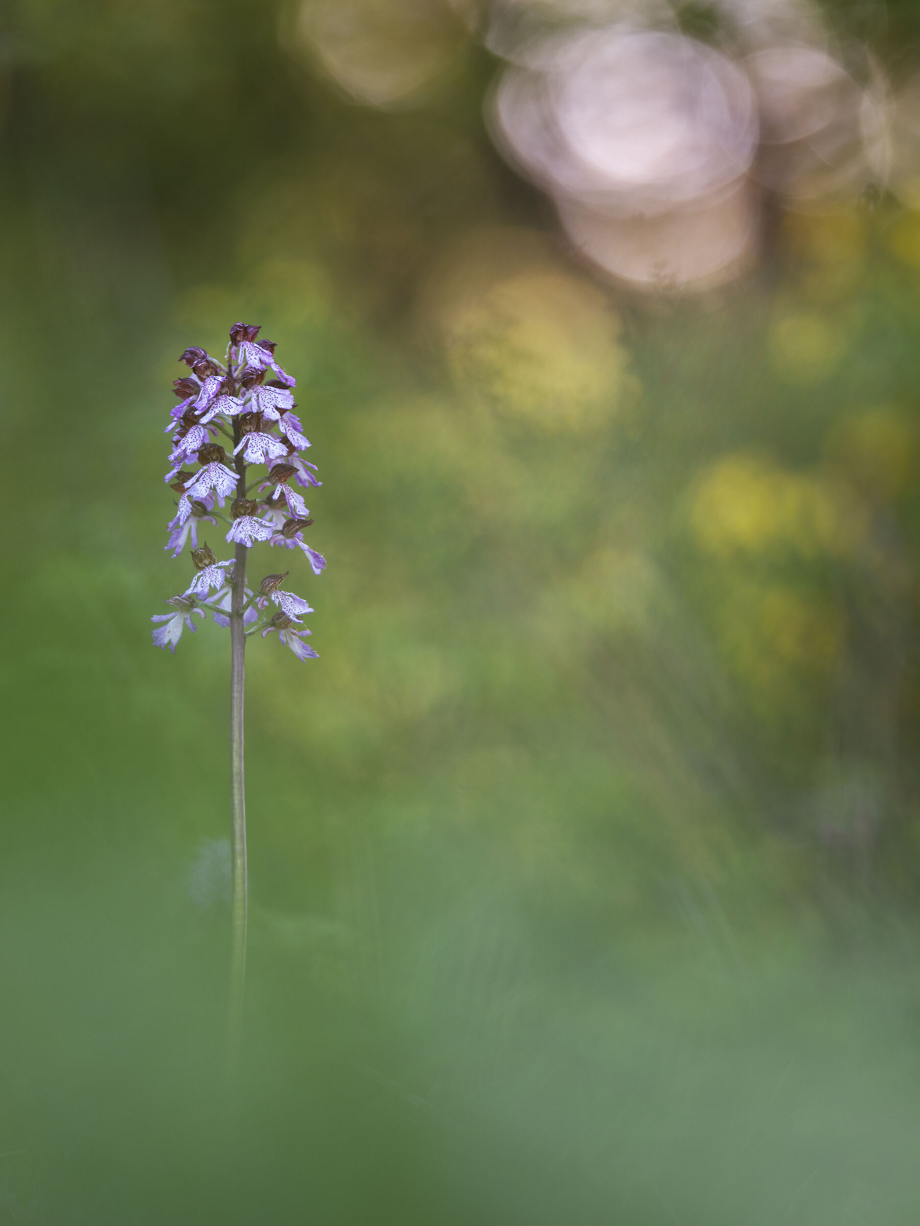 Orchis purpurea