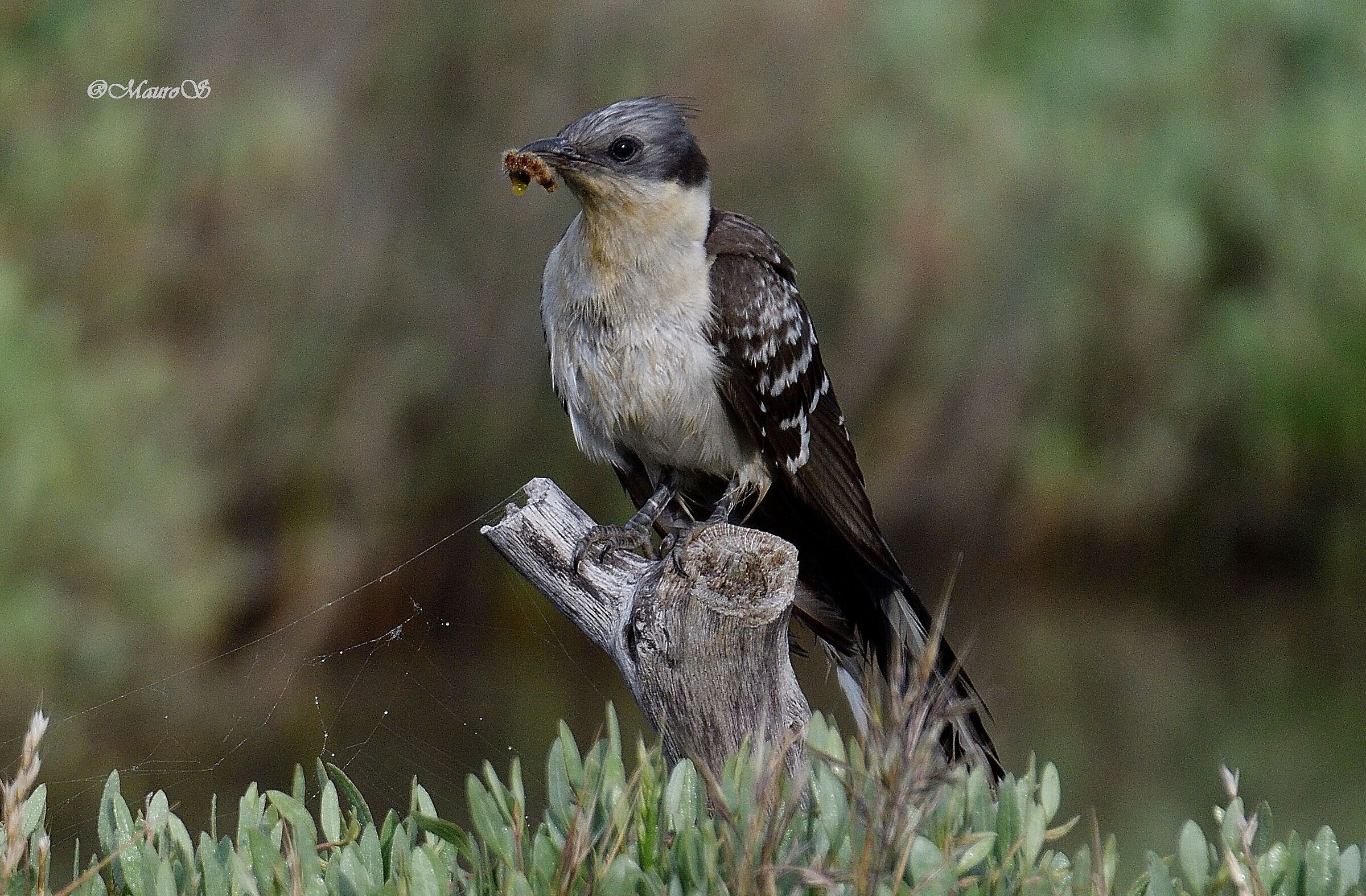 Tufted cuckoo