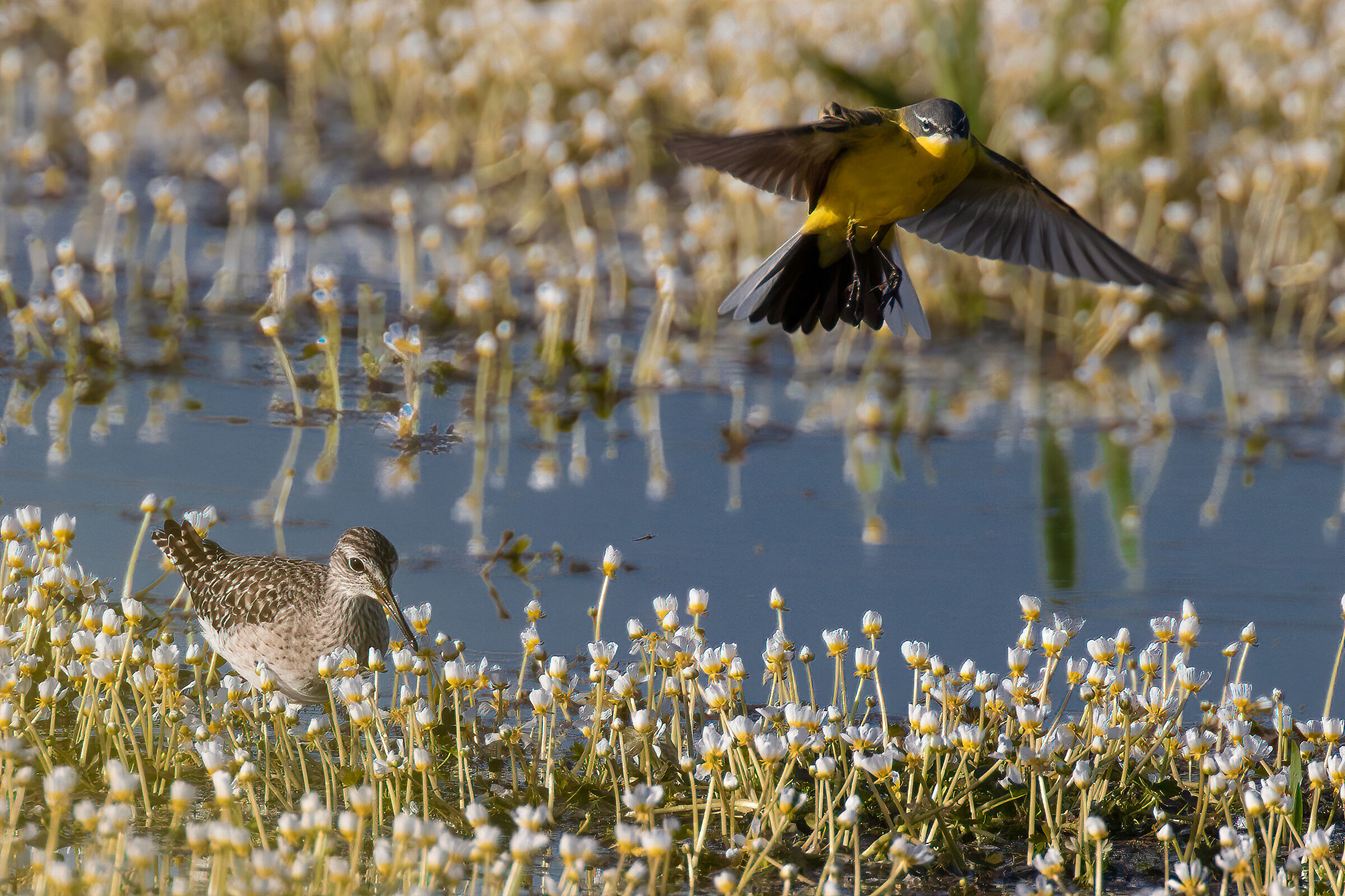Primavera allo stagno