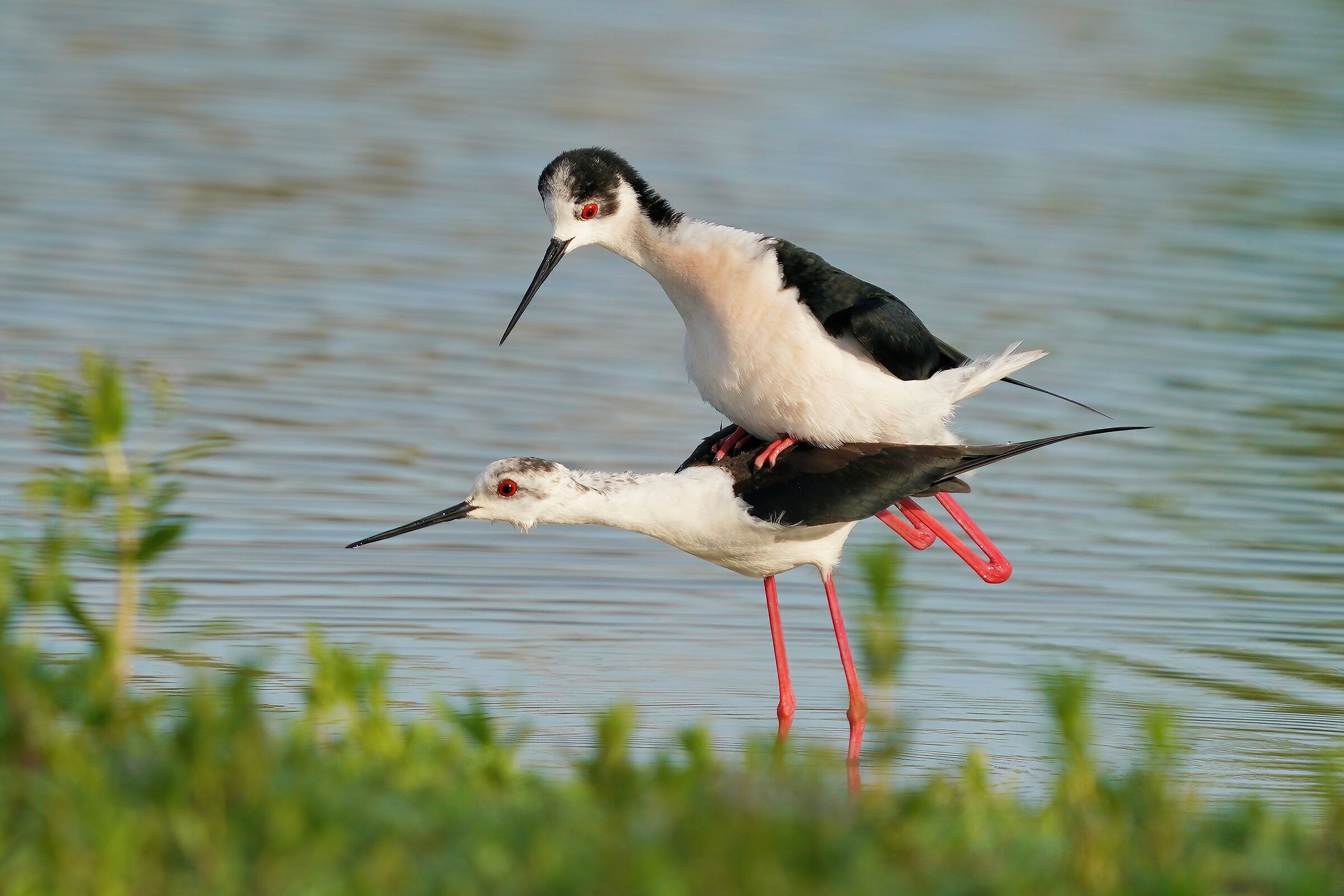 Cavalieri d'Italia in amore