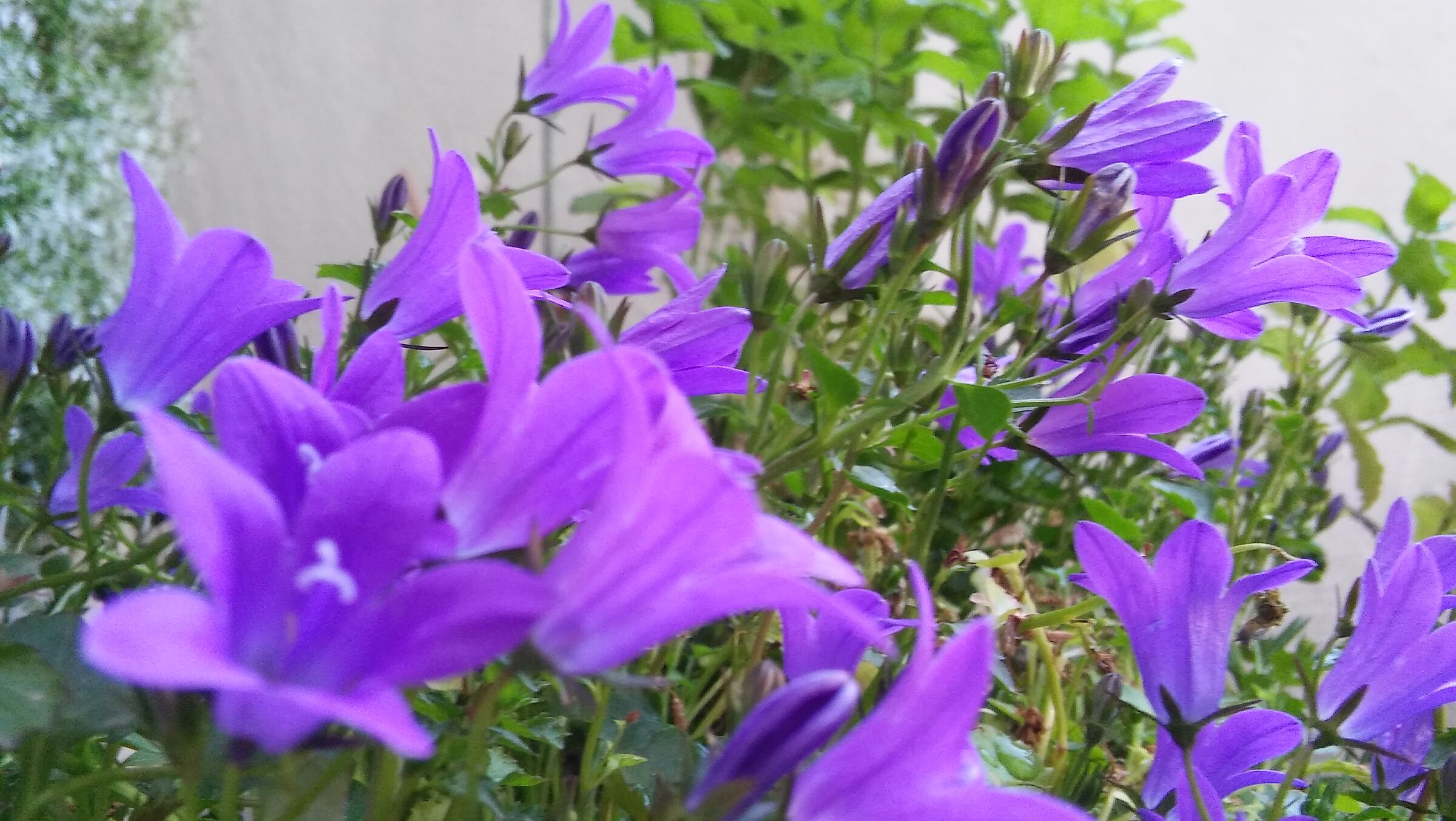 Dimmelo con un fiore