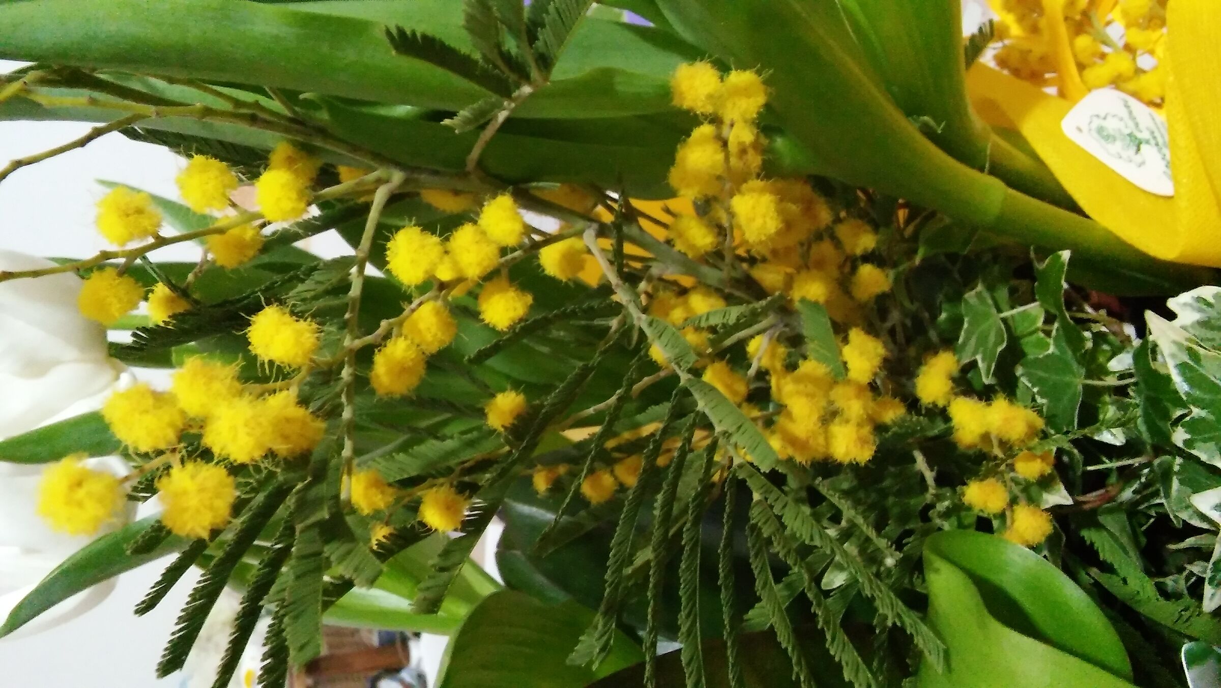 Mimose