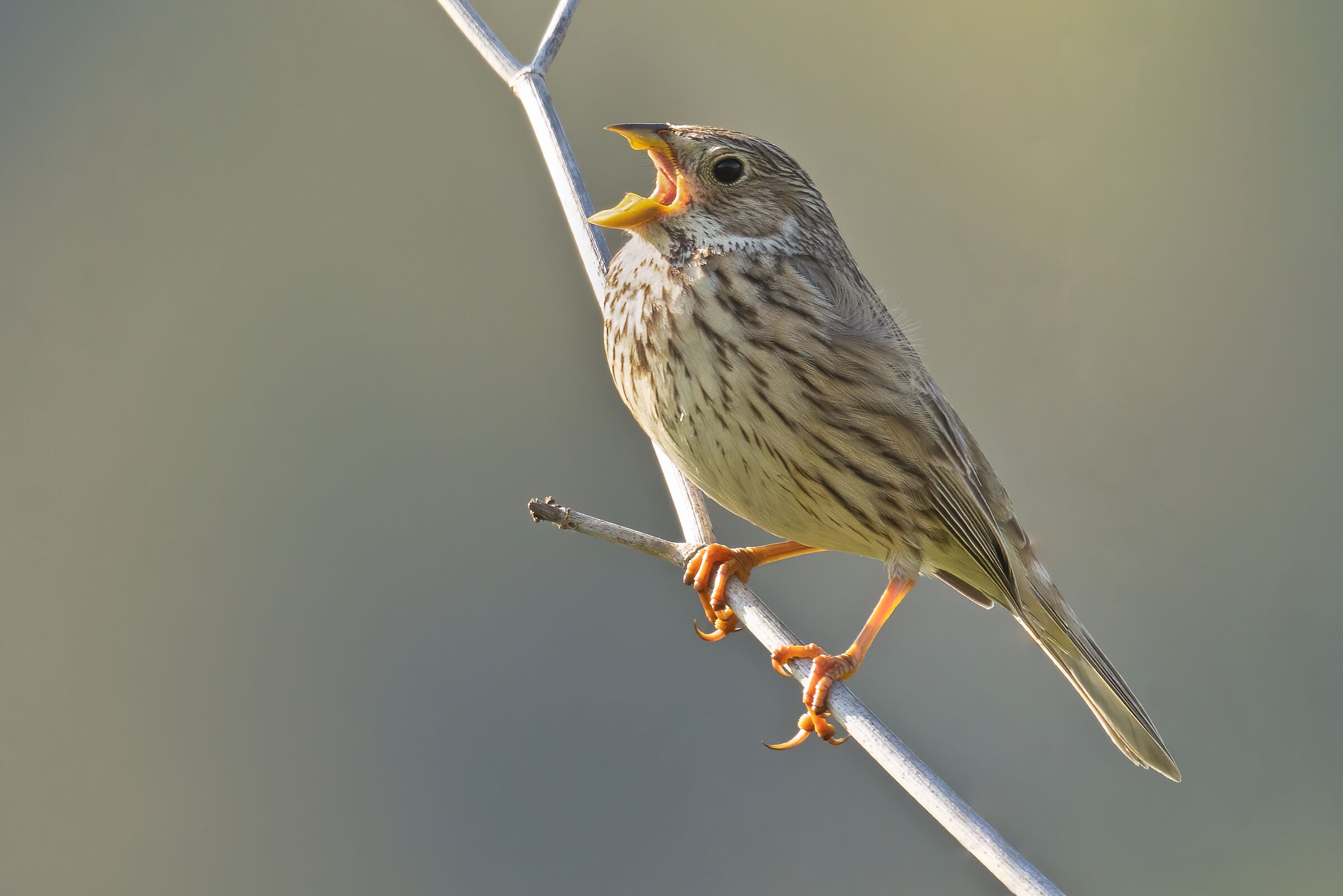 Strillozzo, canto serale