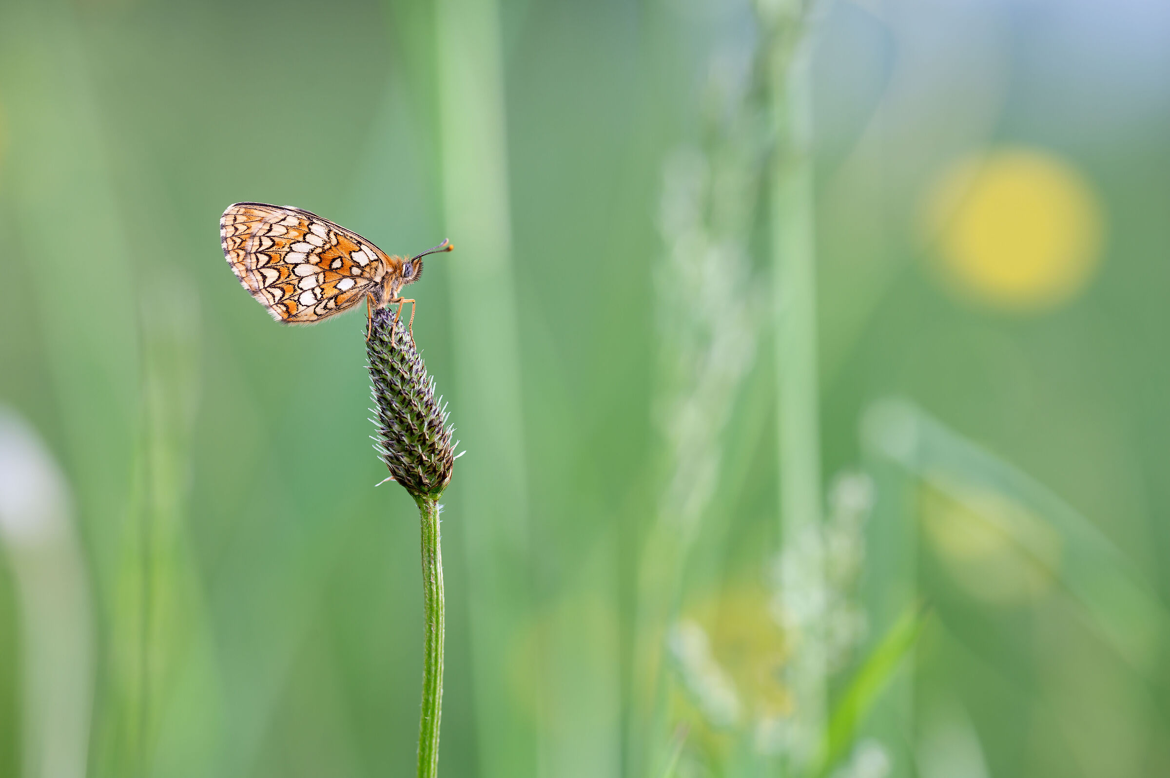 Solitary melitaea