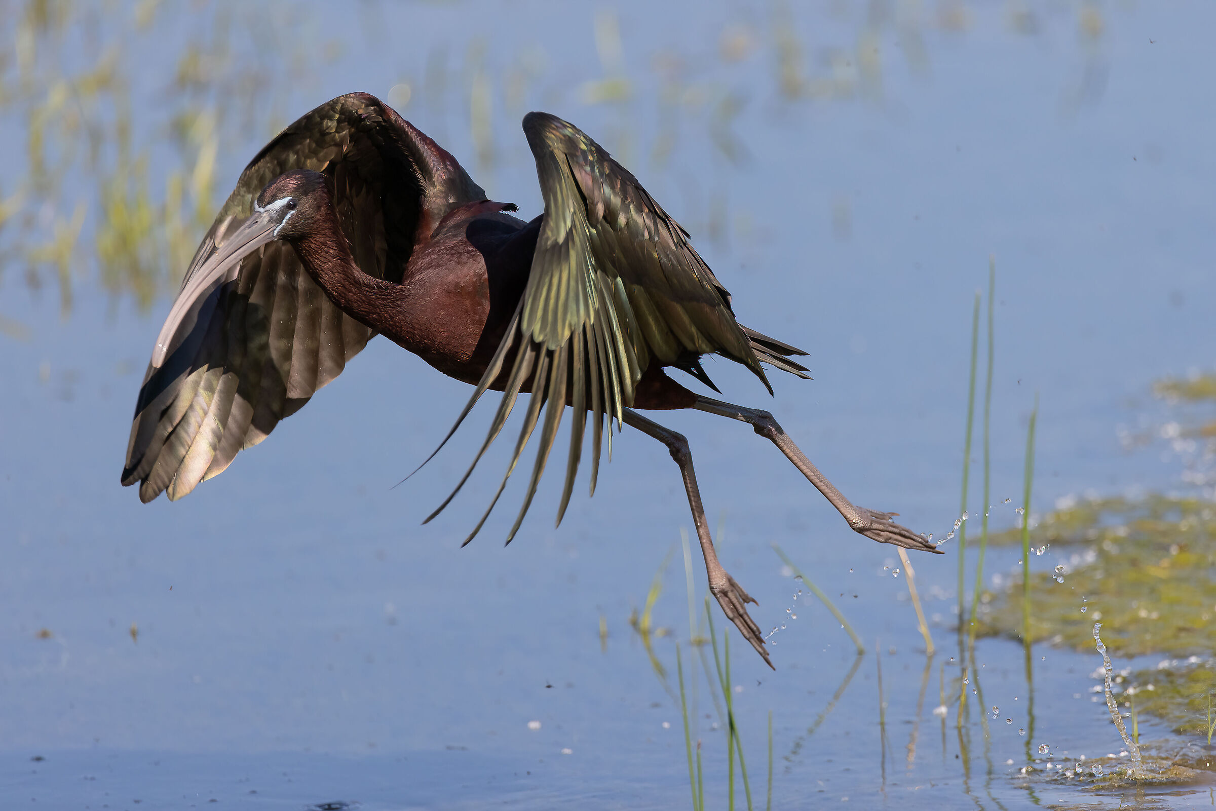 The Detachment of the Mignattaio