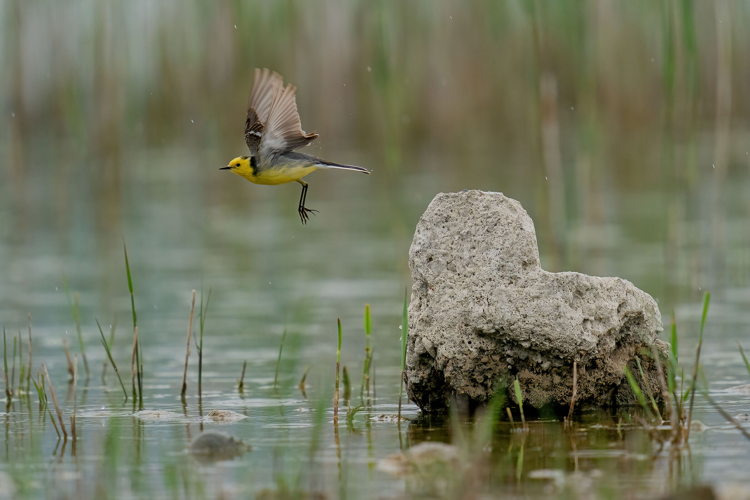 eastern yellowhead cutrettola 01.05.21 (LC)