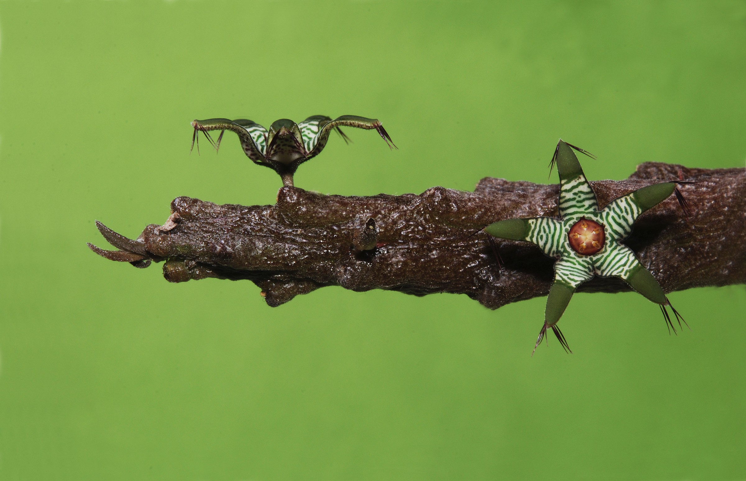 Rhytidocaulon macrolobum subsp. macrolobum