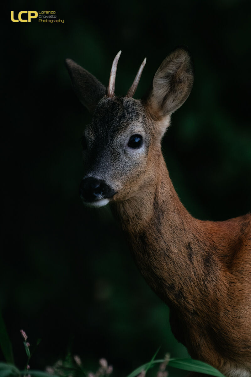 Portrait of a Midsummer Evening