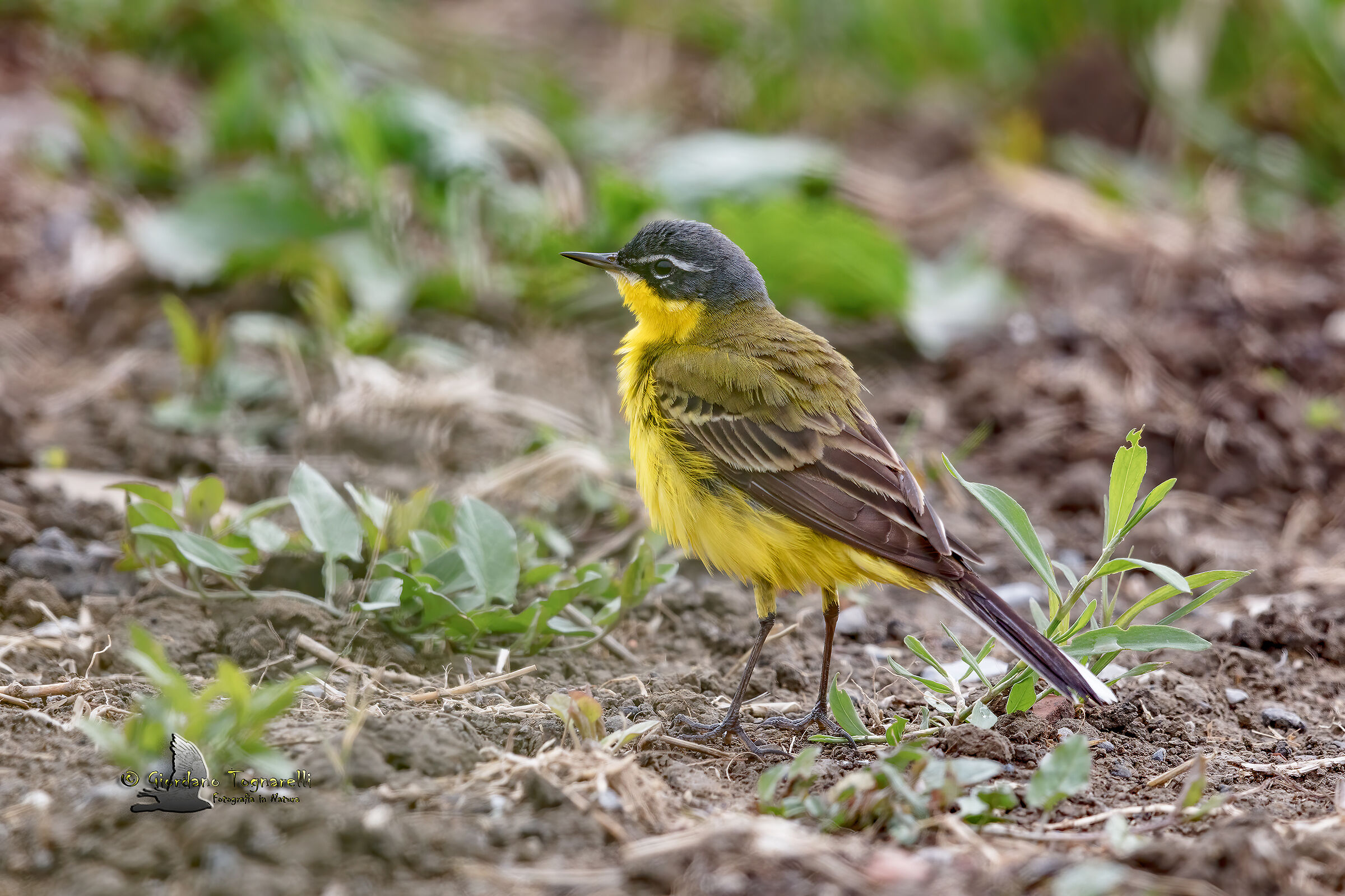 Cutrettola (Motacilla flava)
