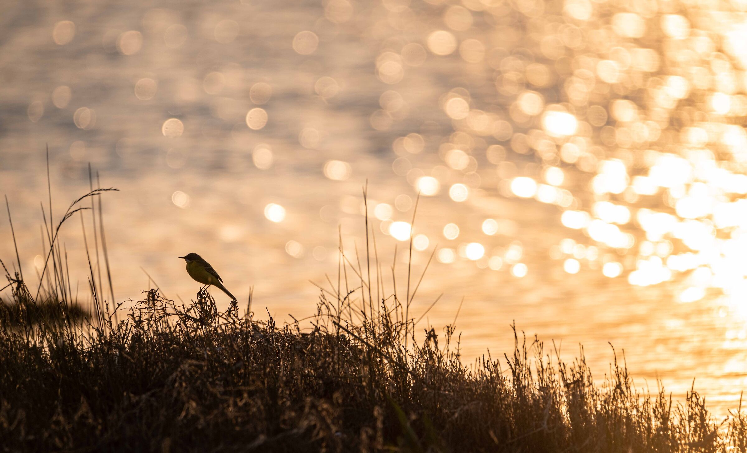 Cutrettola back light
