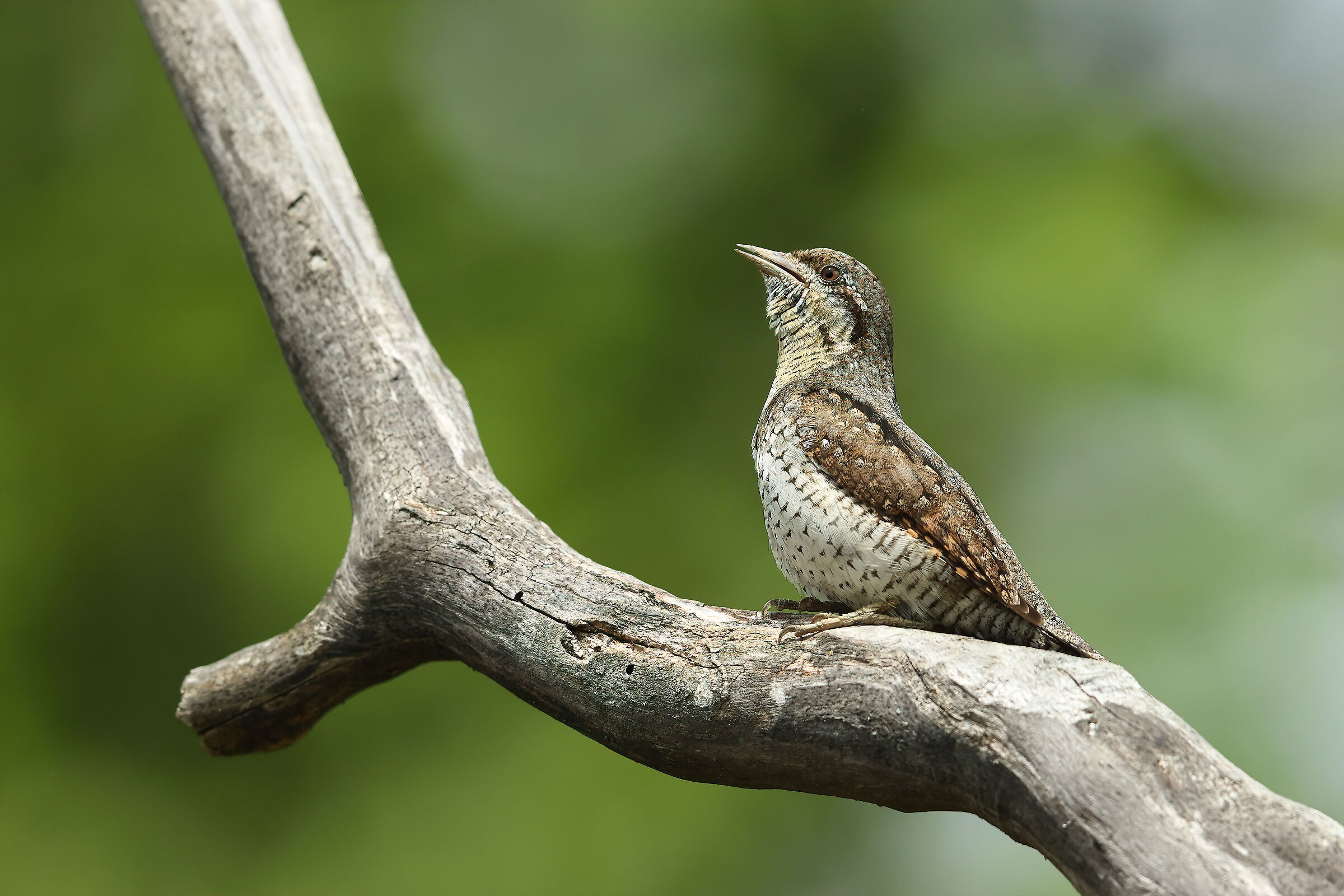 wryneck