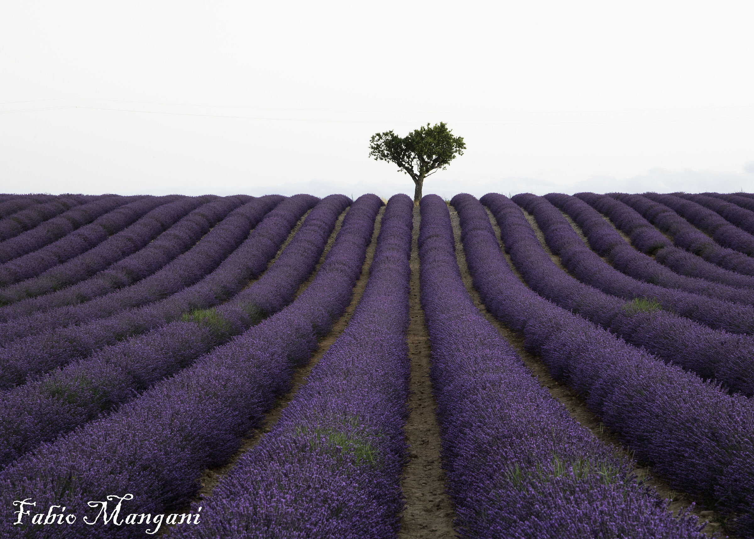 Lavanda ........