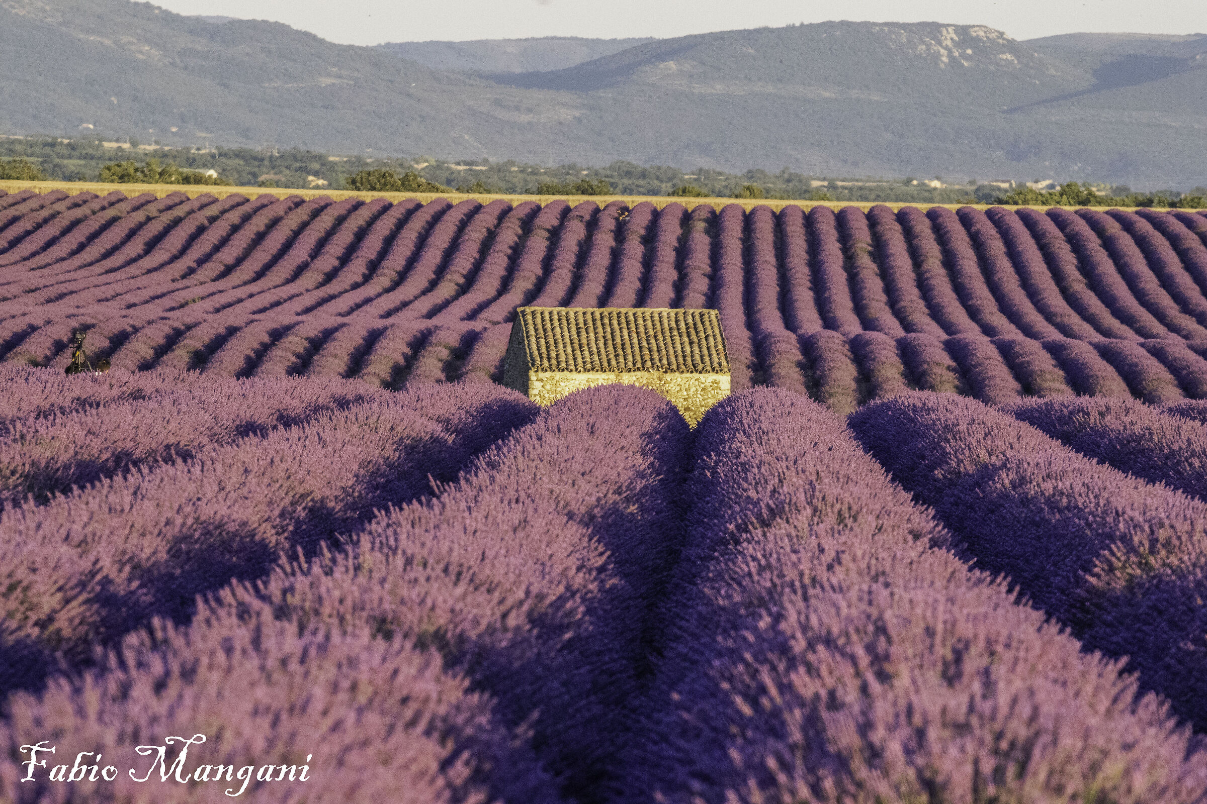 fioritura della Lavanda