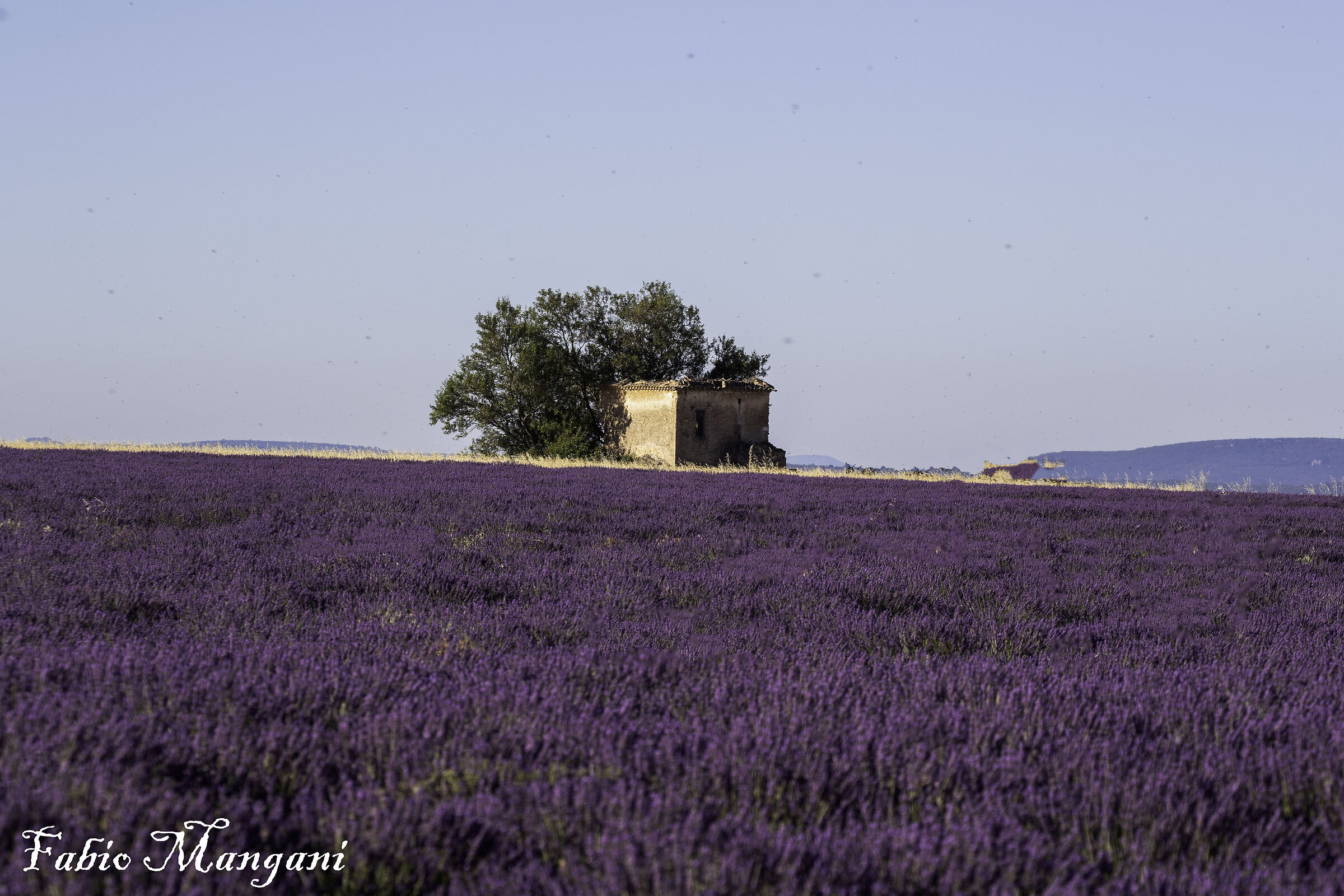 Lavanda fioritura
