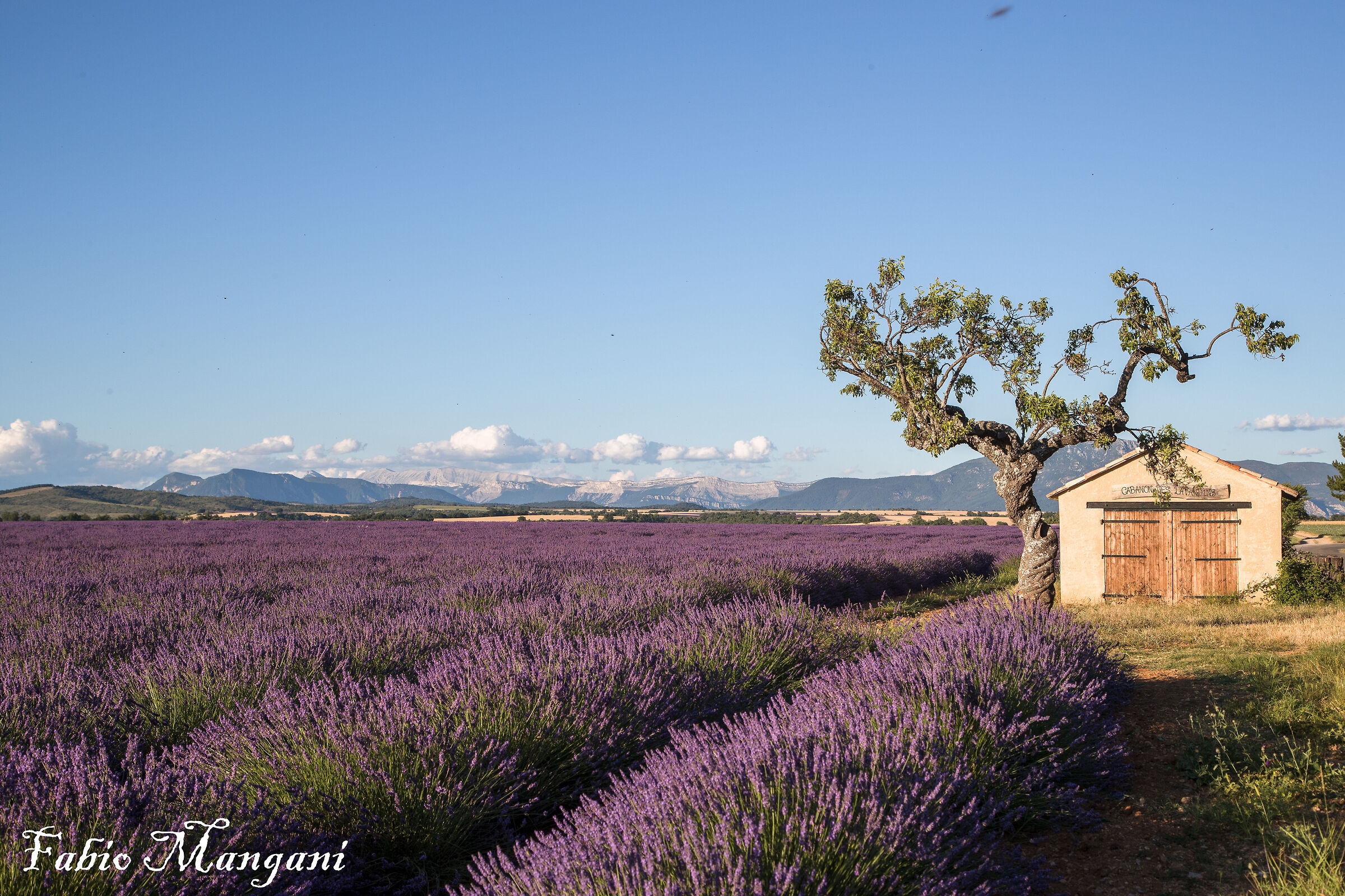 fioritura della Lavanda