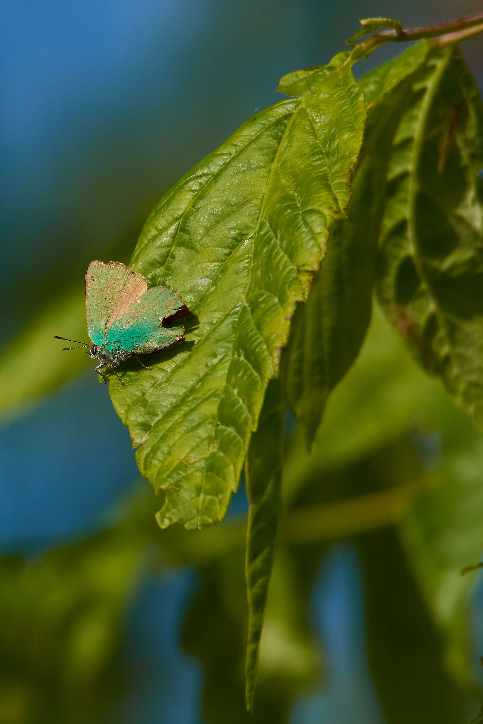 Callophrys Rubi