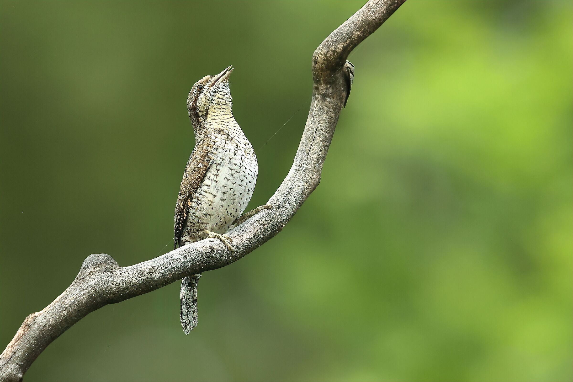 wryneck