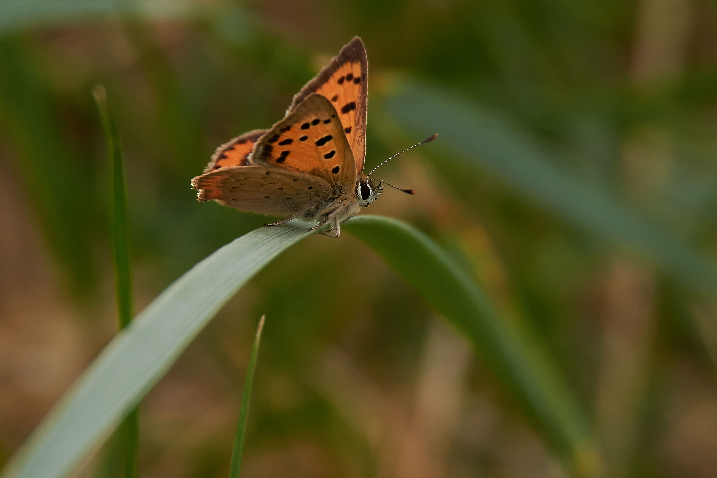 Lycaena phlaeas