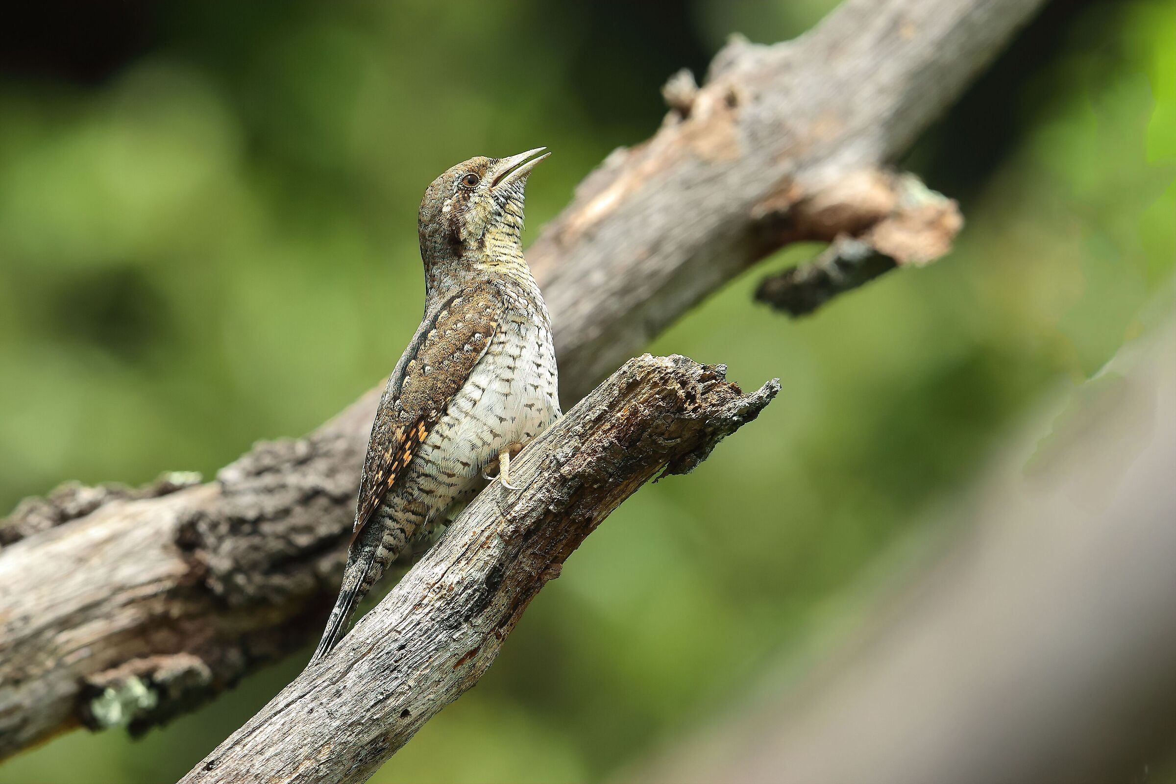 wryneck