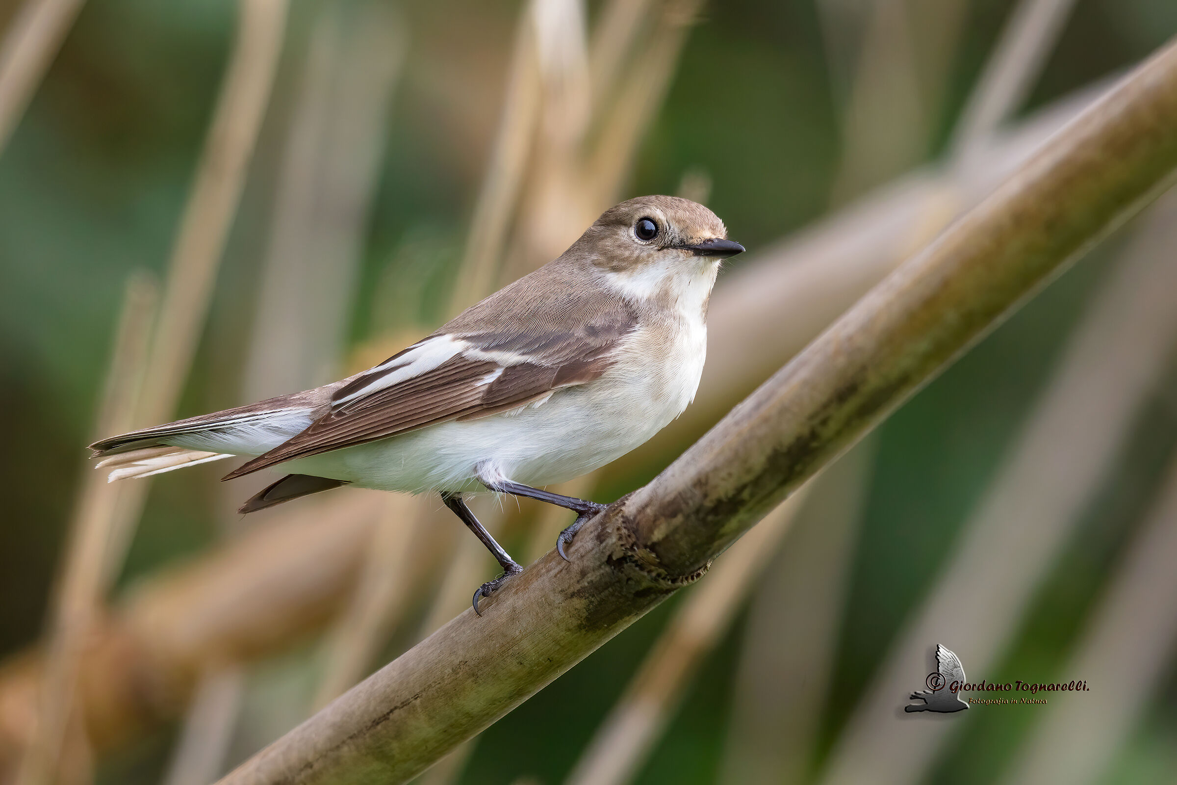 Balia nera (Ficedula hypoleuca)