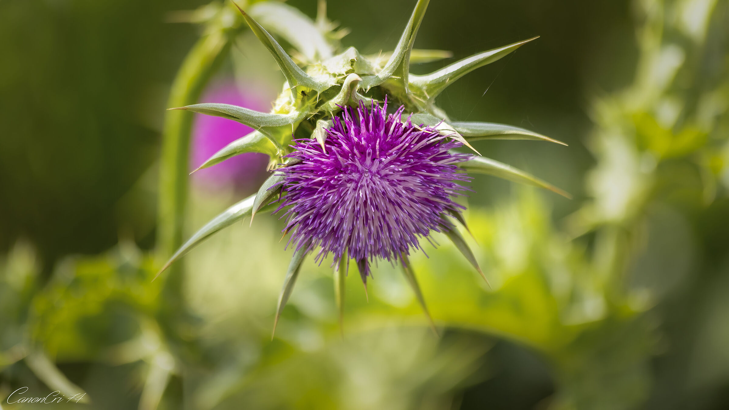 spinoso fiore di cardo